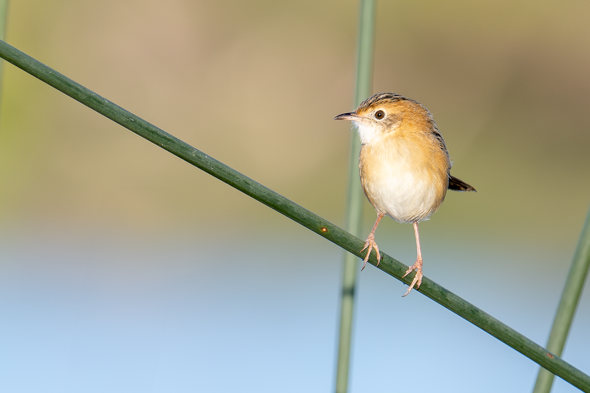 Golden-headed Cisticola