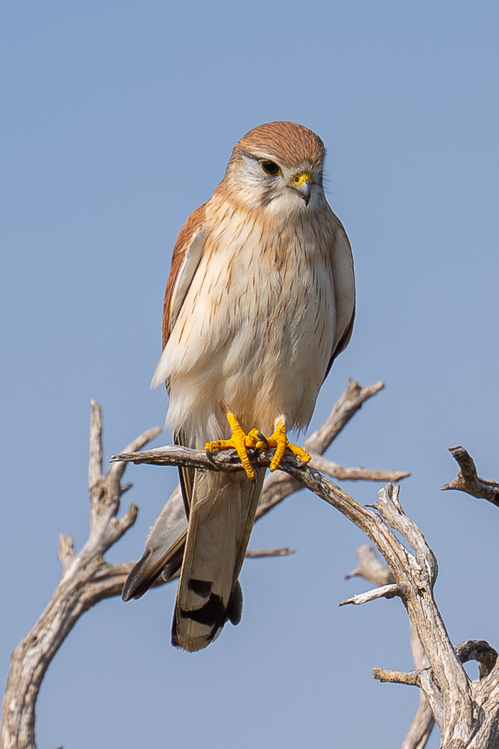 Nankeen Kestrel