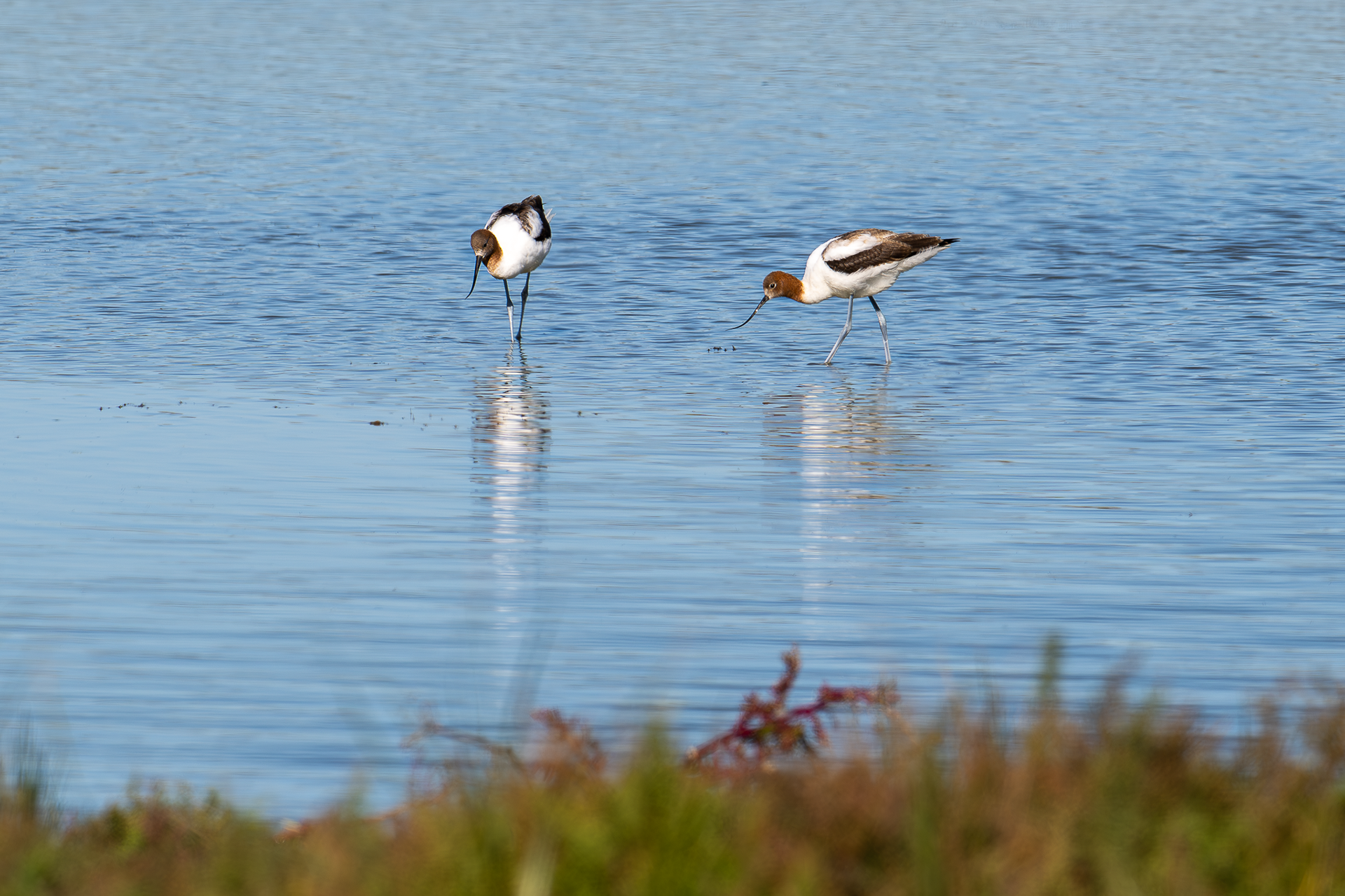 Avocets