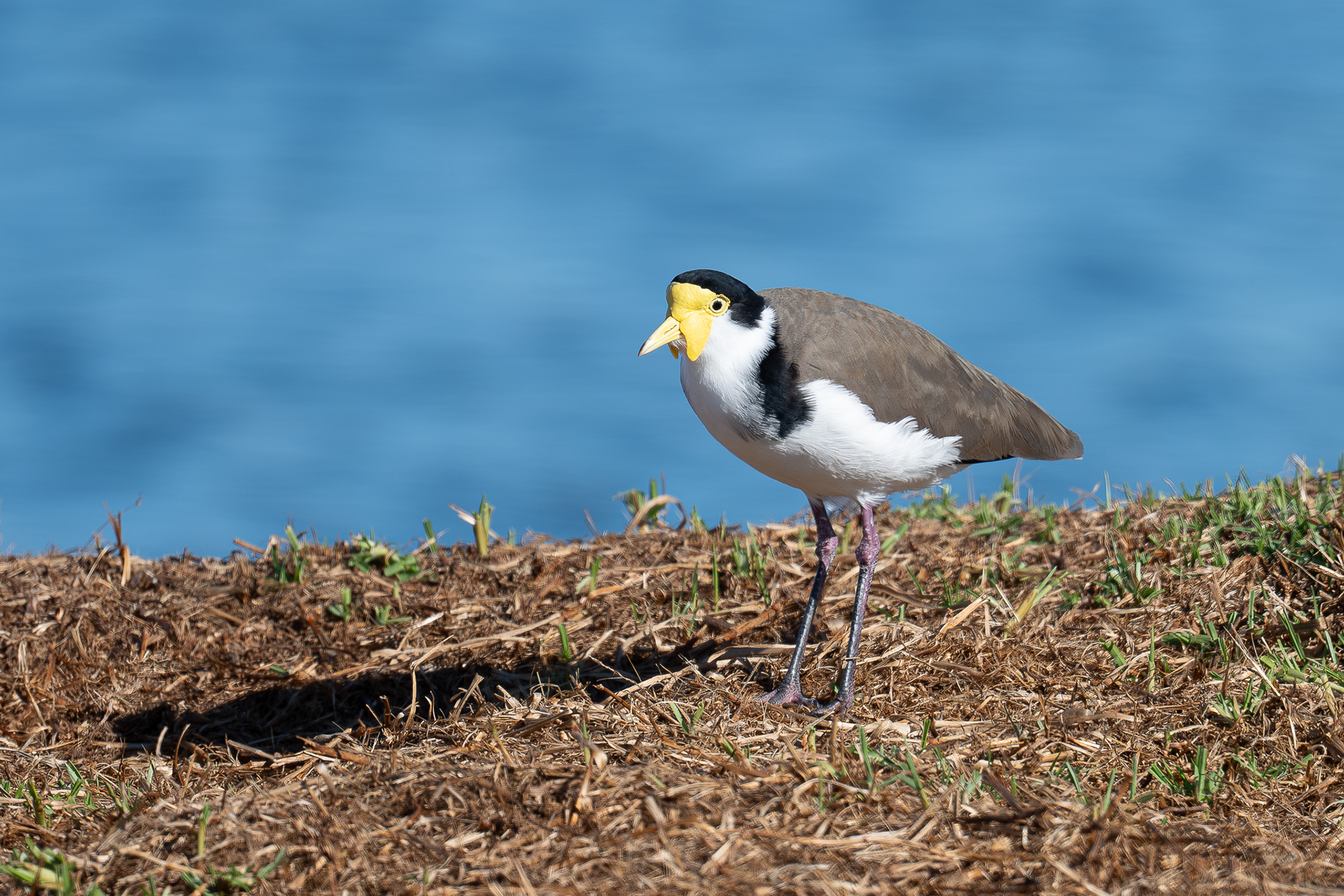 Plover