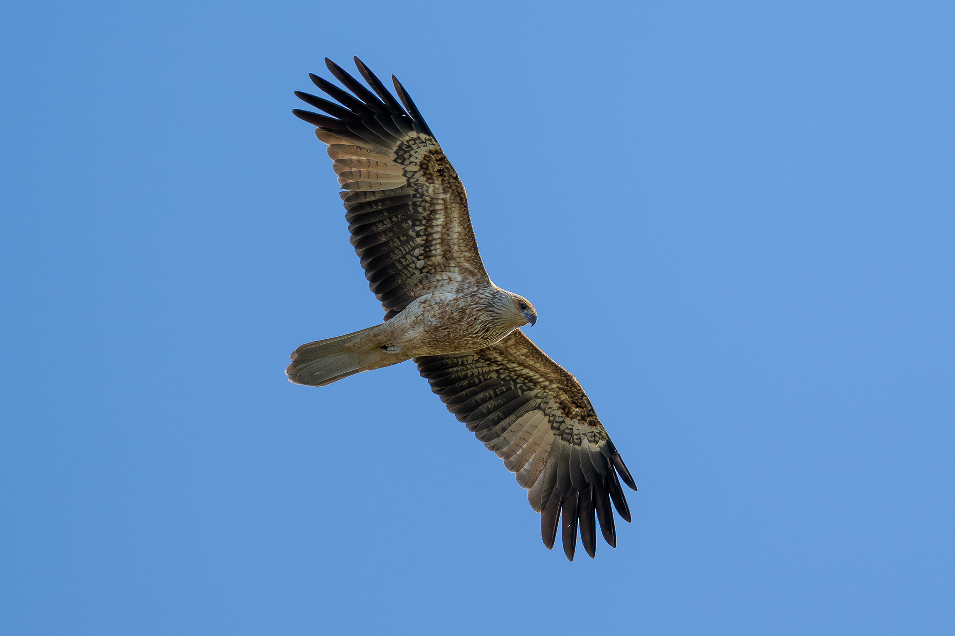 Whistling Kite