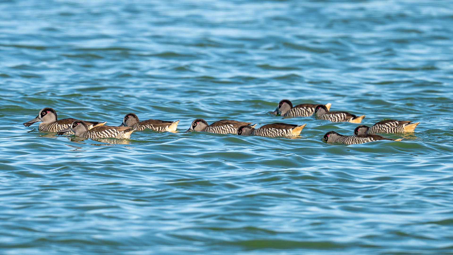 Pink-eared Ducks