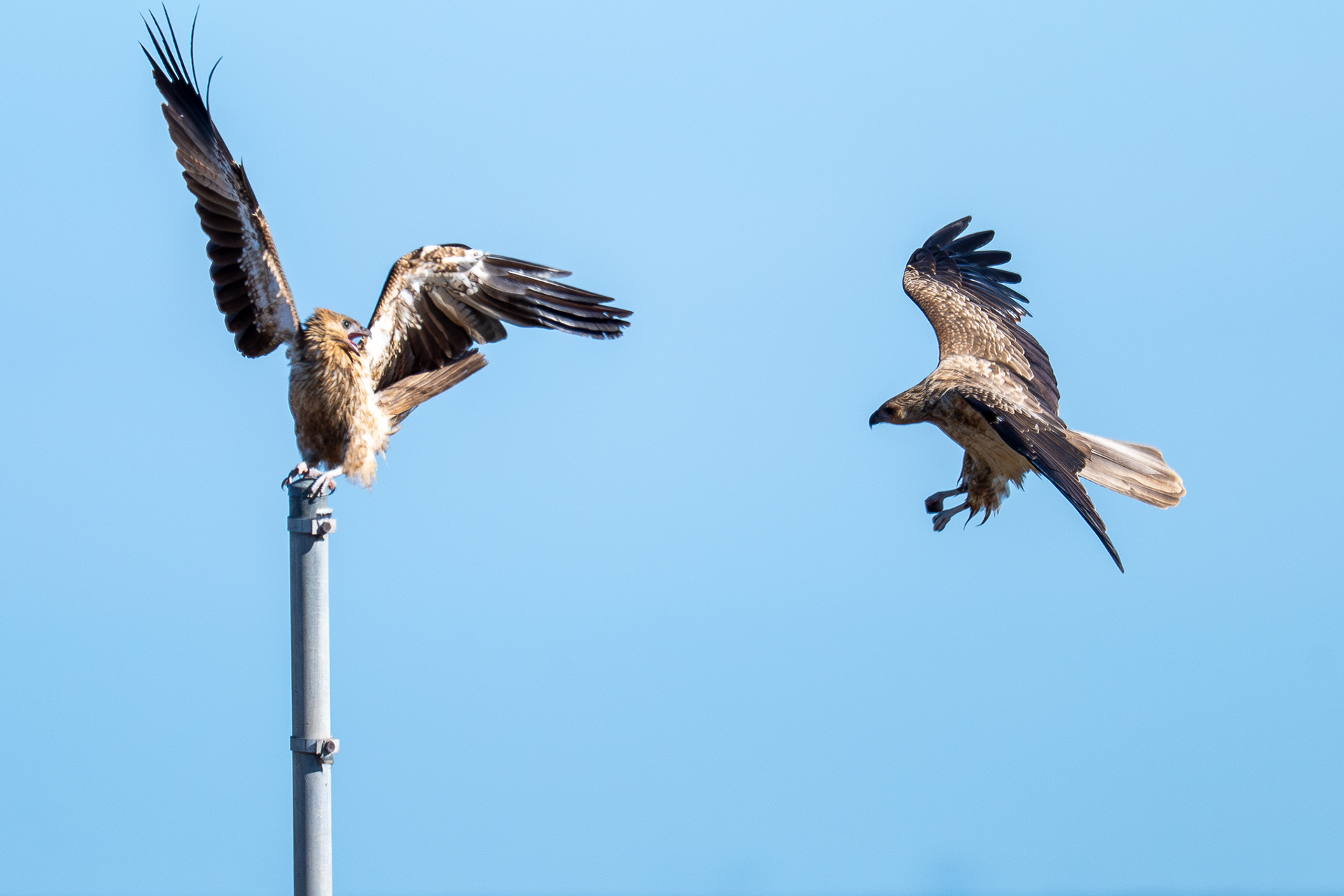 Whistling Kites