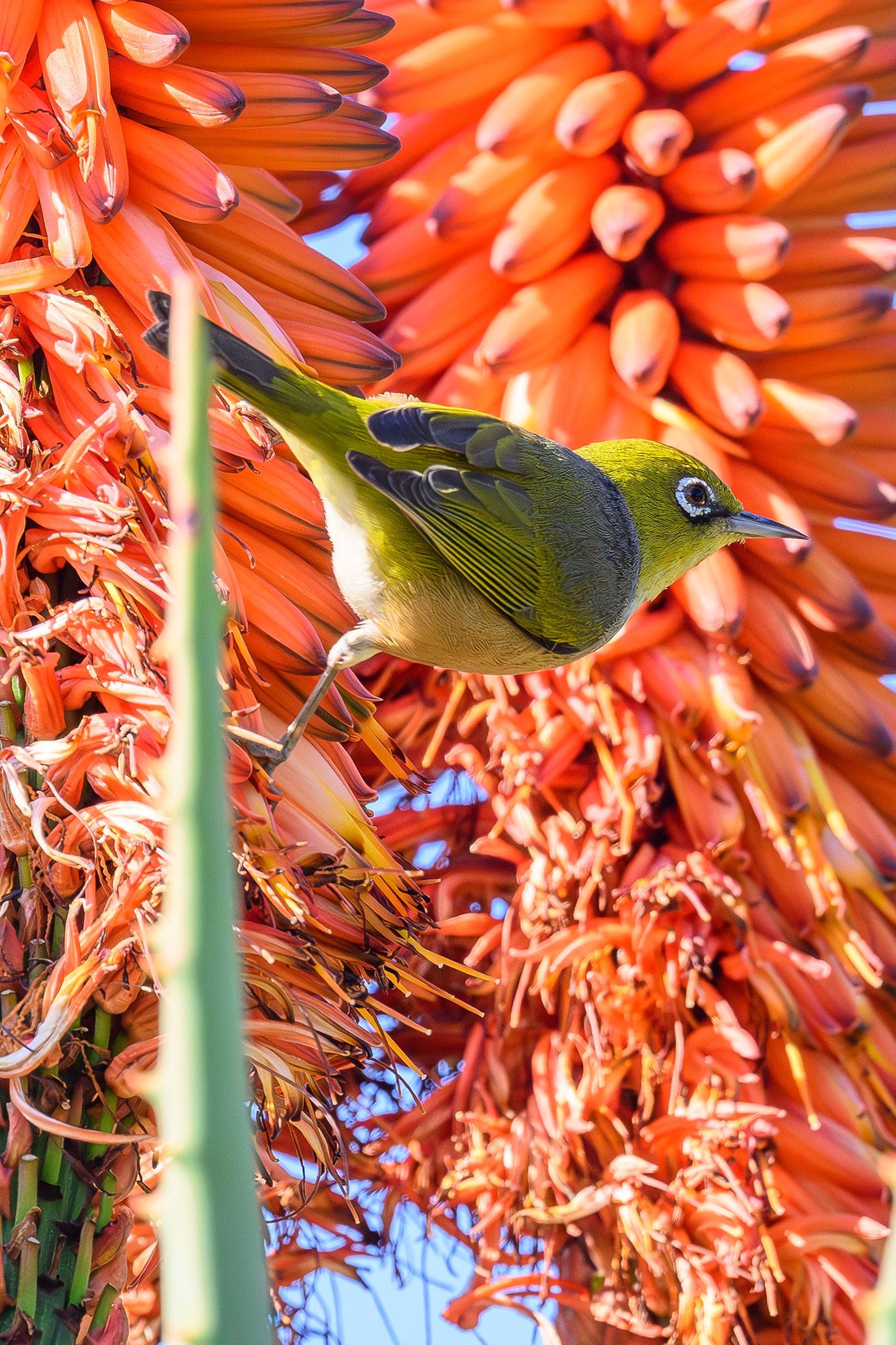 Silvereye