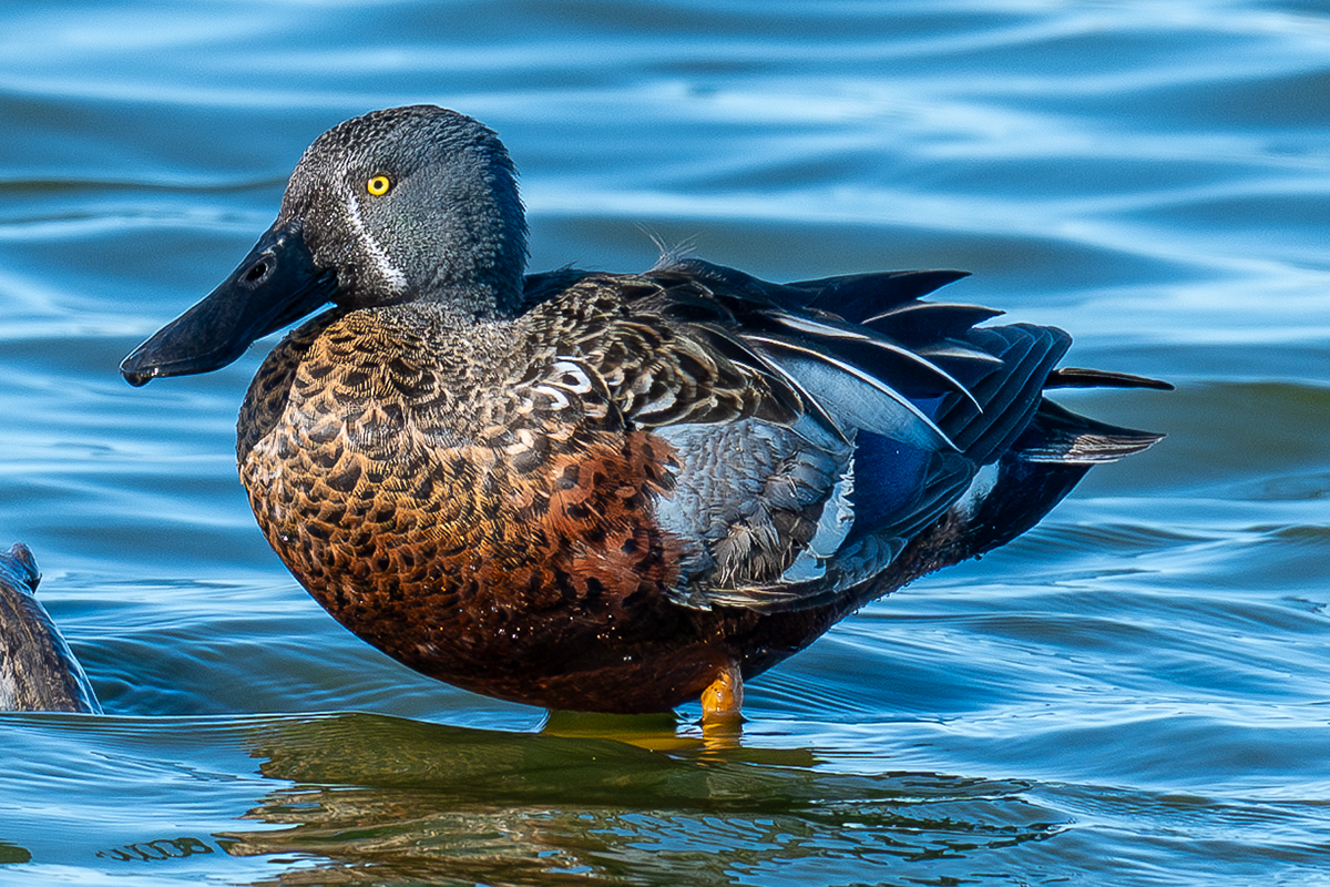 Australasian Shoveler