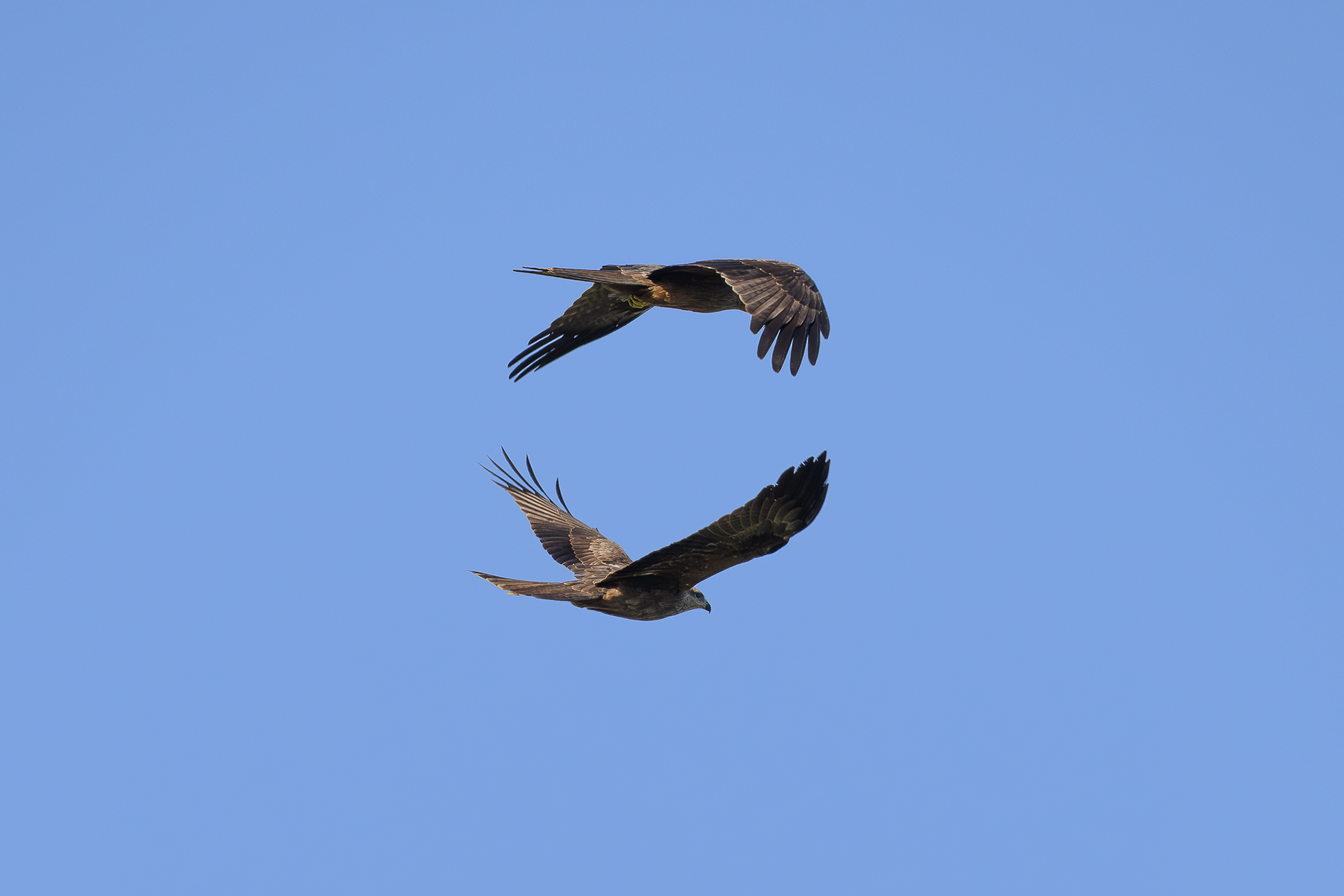 Black Kites
