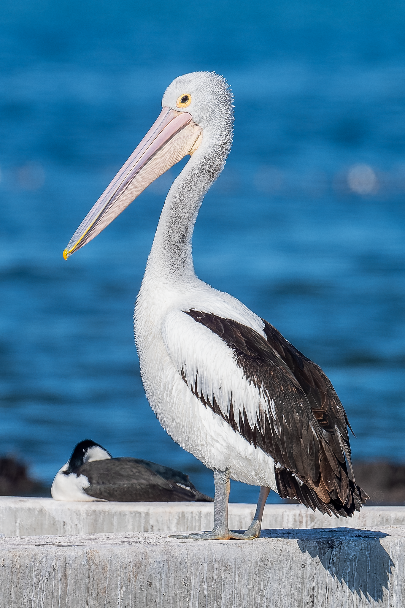 Australian Pelican