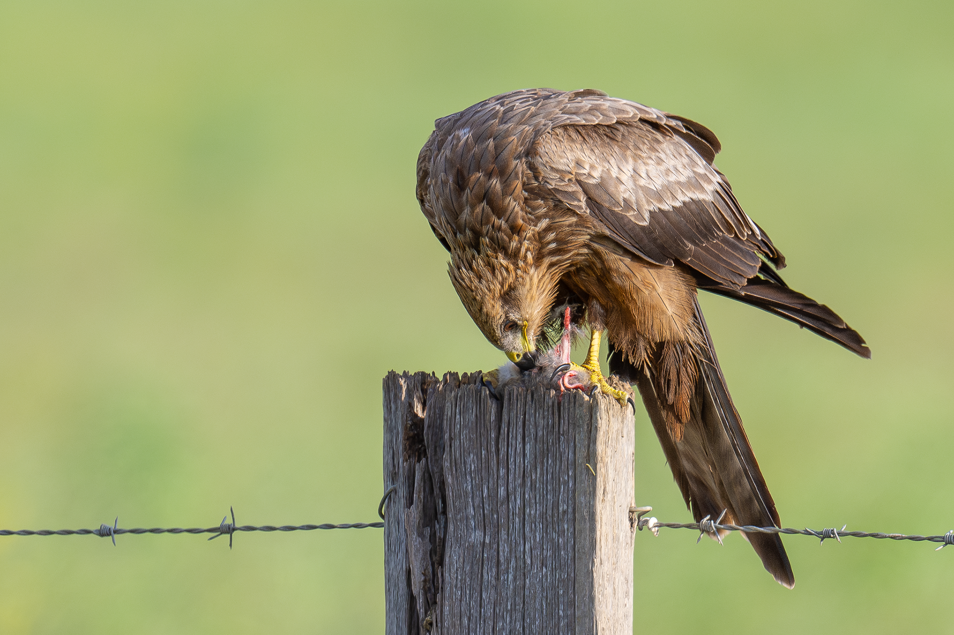 Black Kite