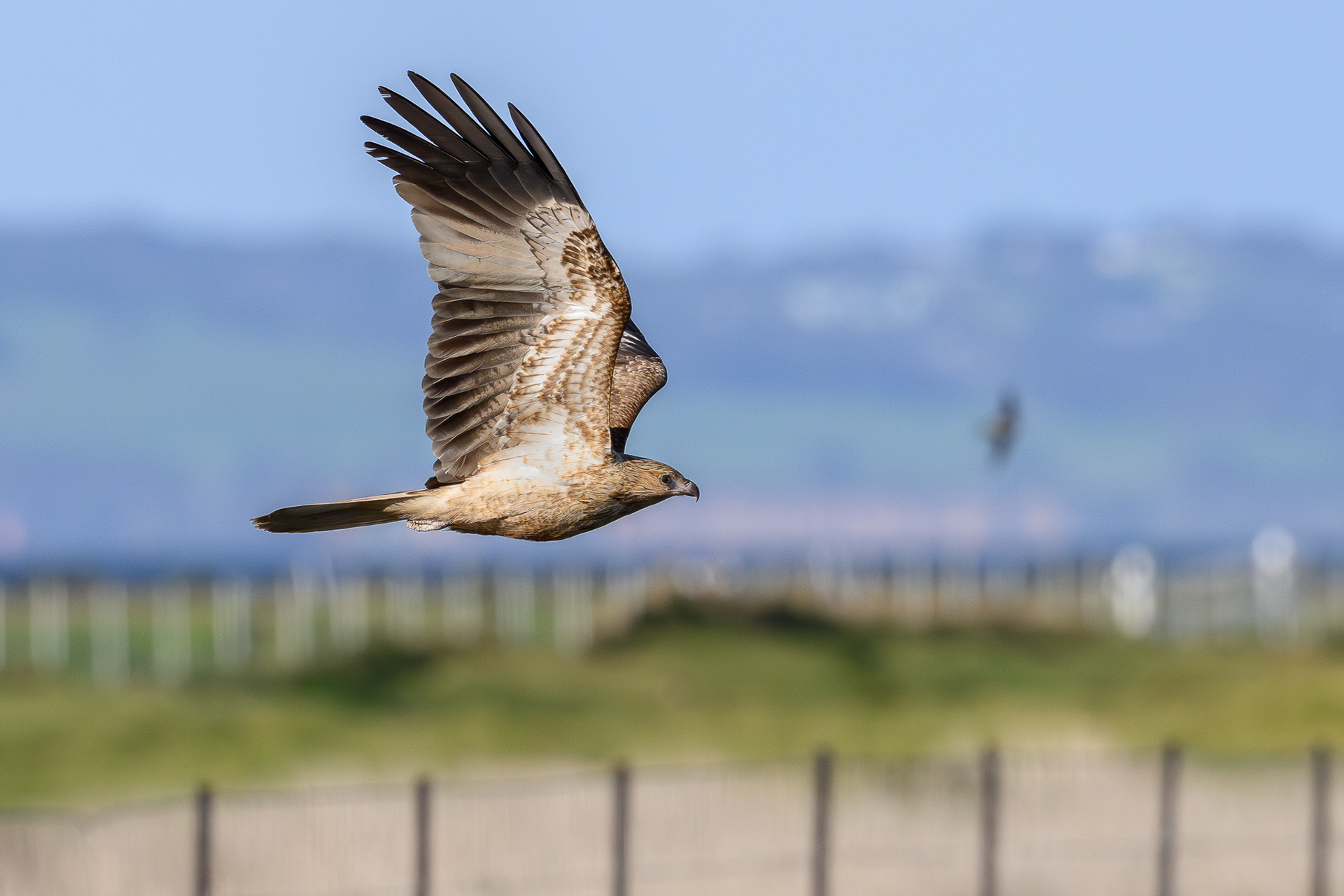 Whistling Kite