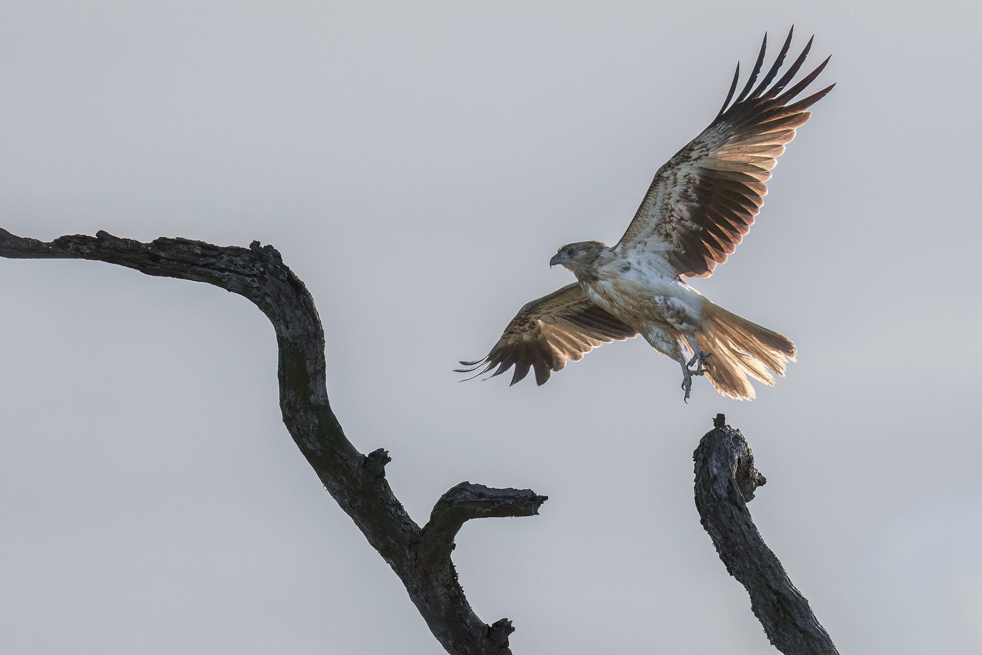 Whistling Kite