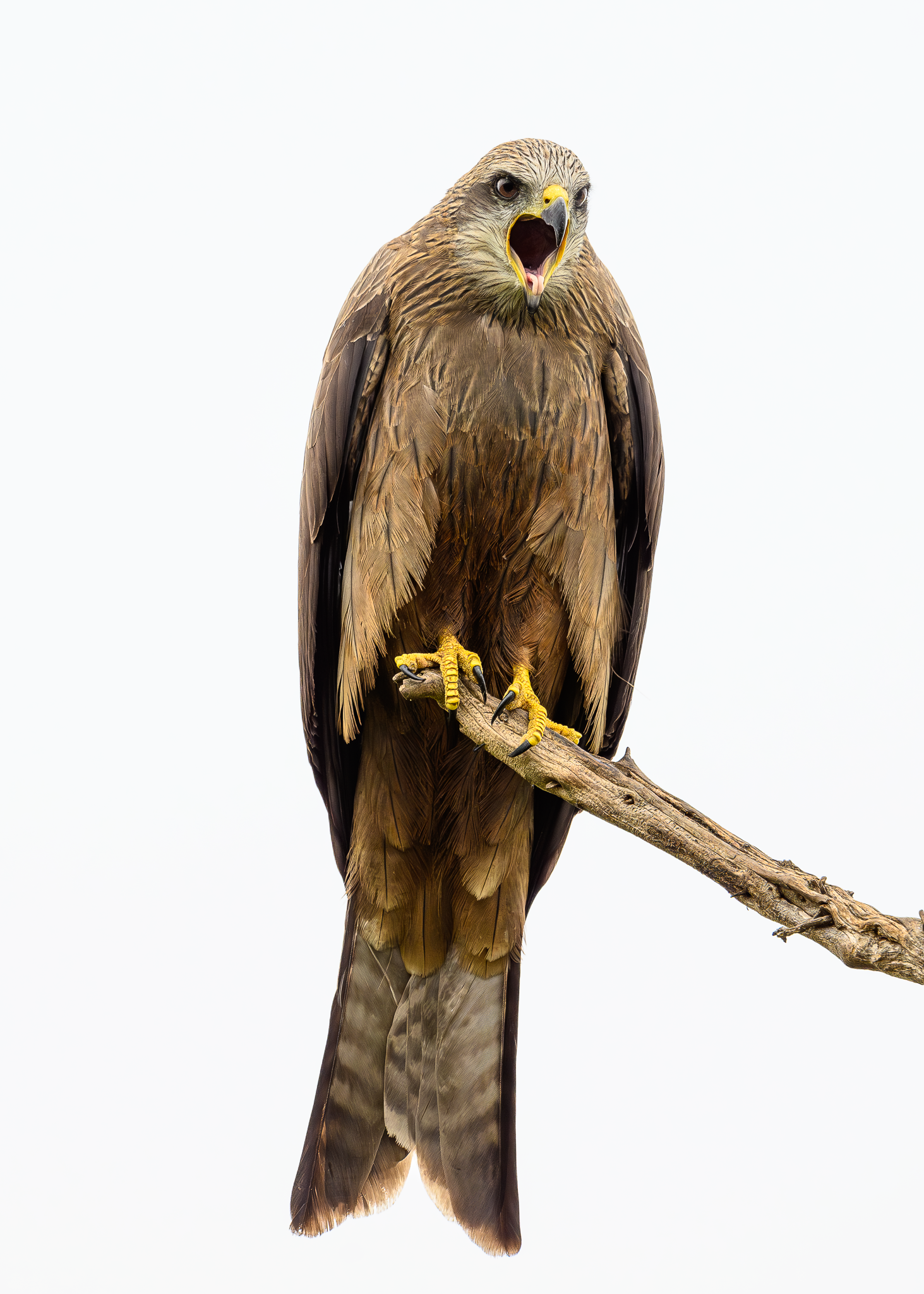 Black Kite