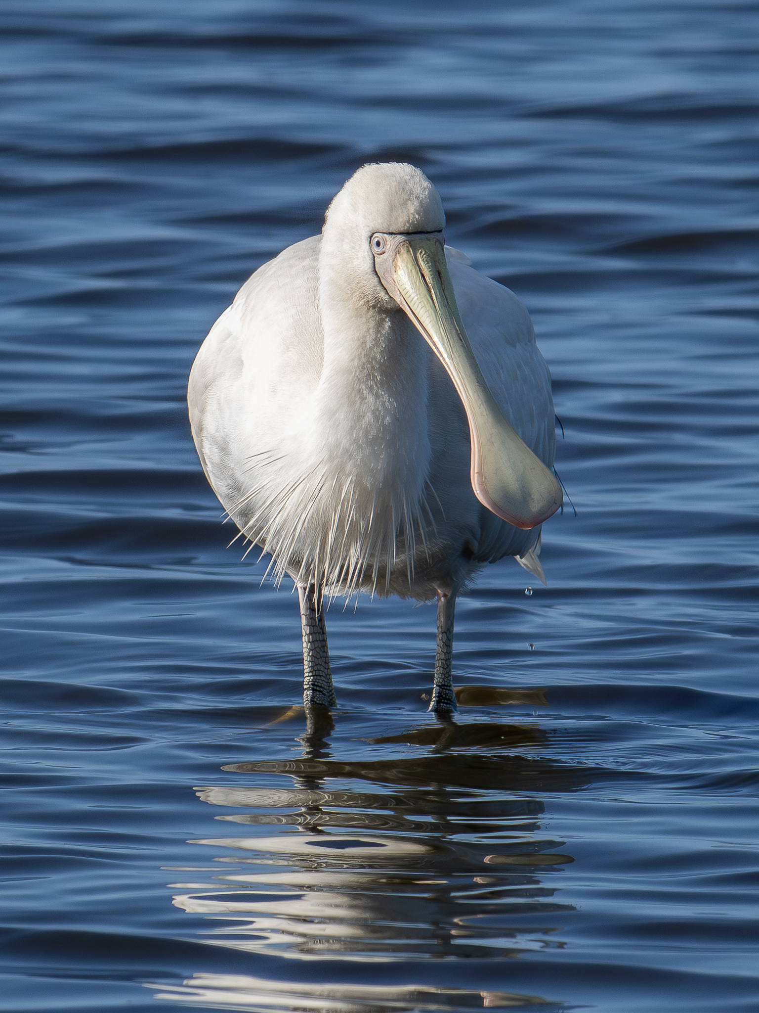 Yellow-billed Spoonbill