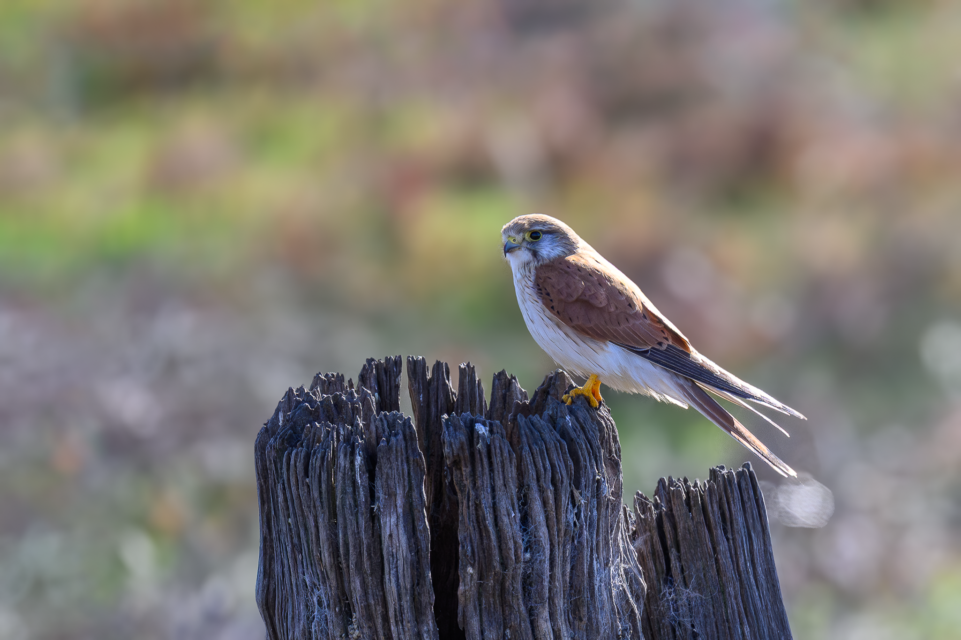 Nankeen Kestrel