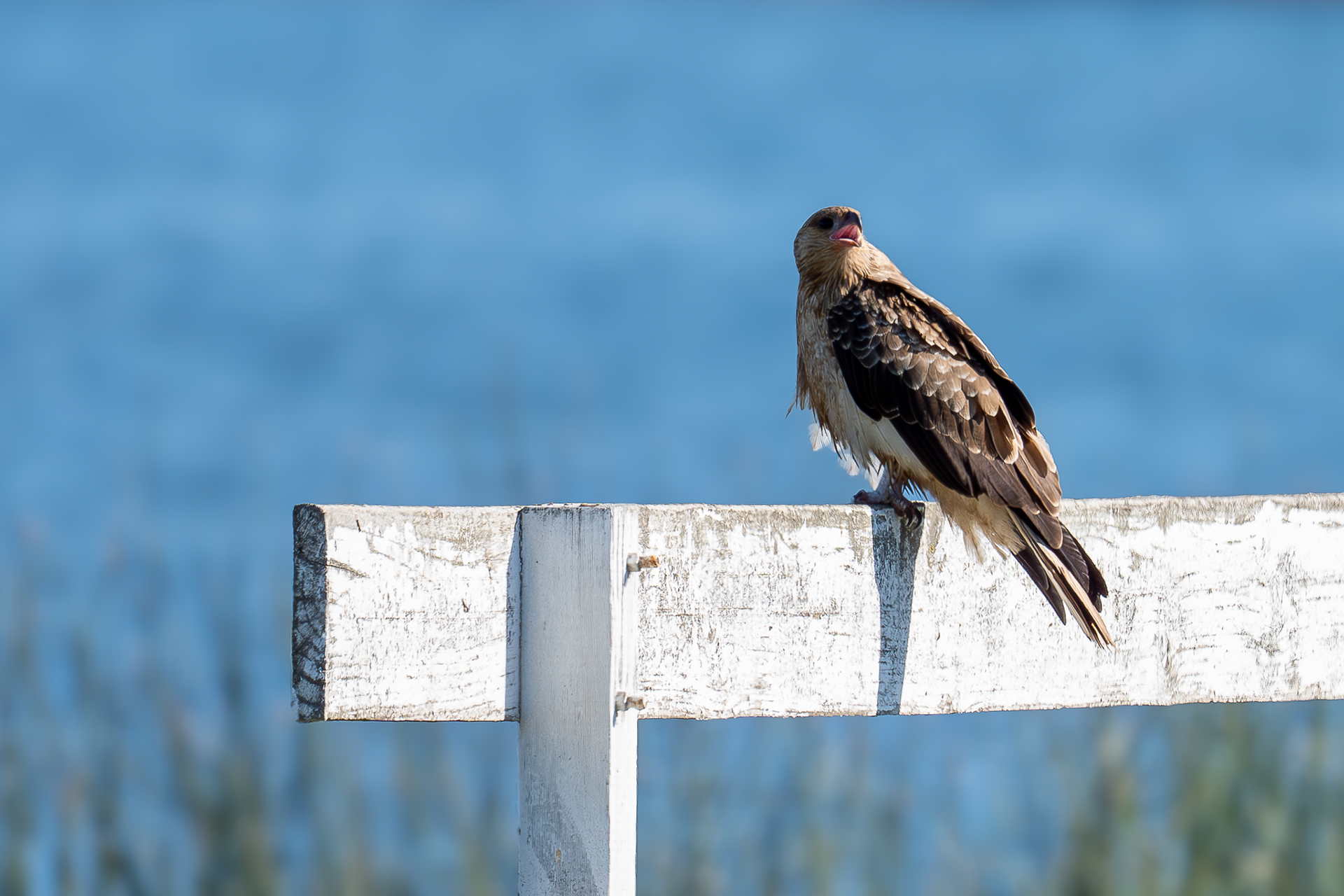 Whistling Kite