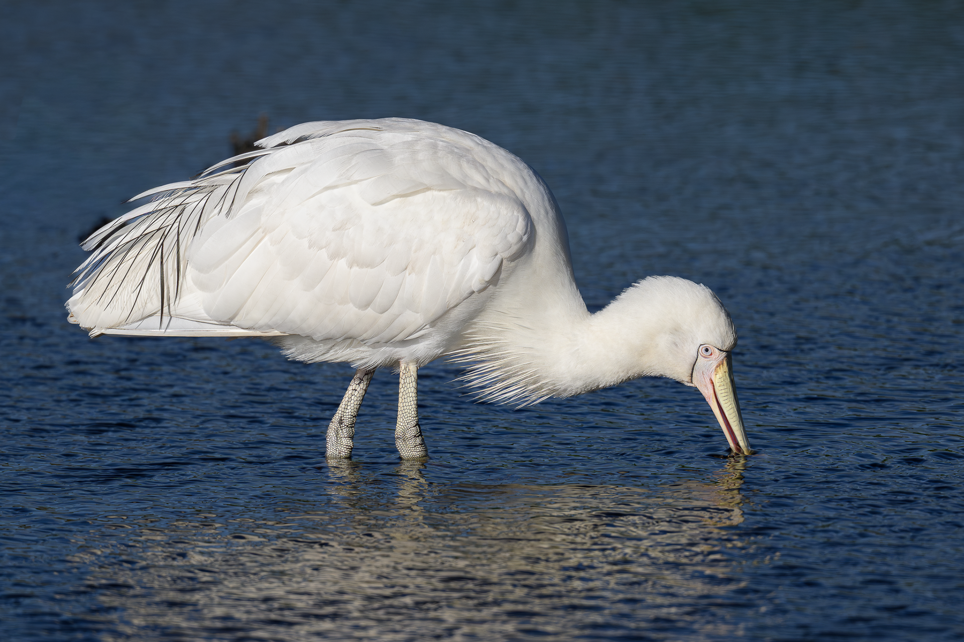 Yellow-billed Spoonbill