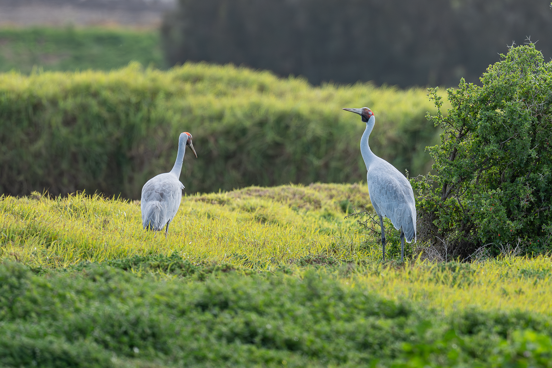 Brolga