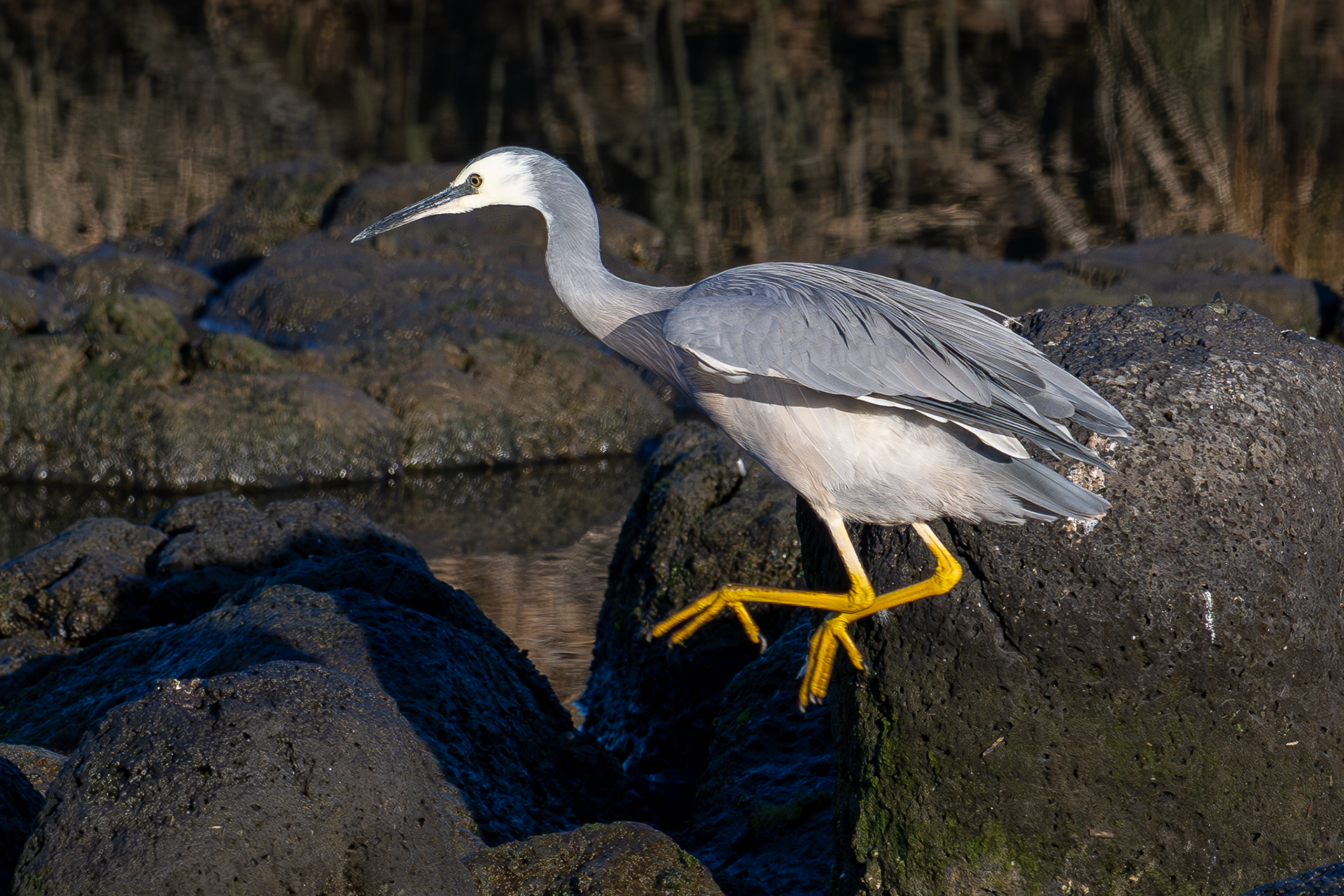 White-faced Heron