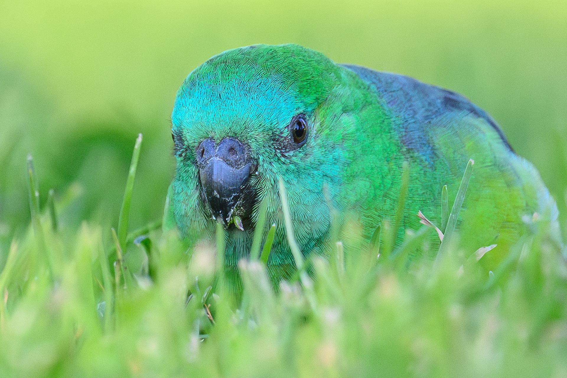 Red-rumped Parrot