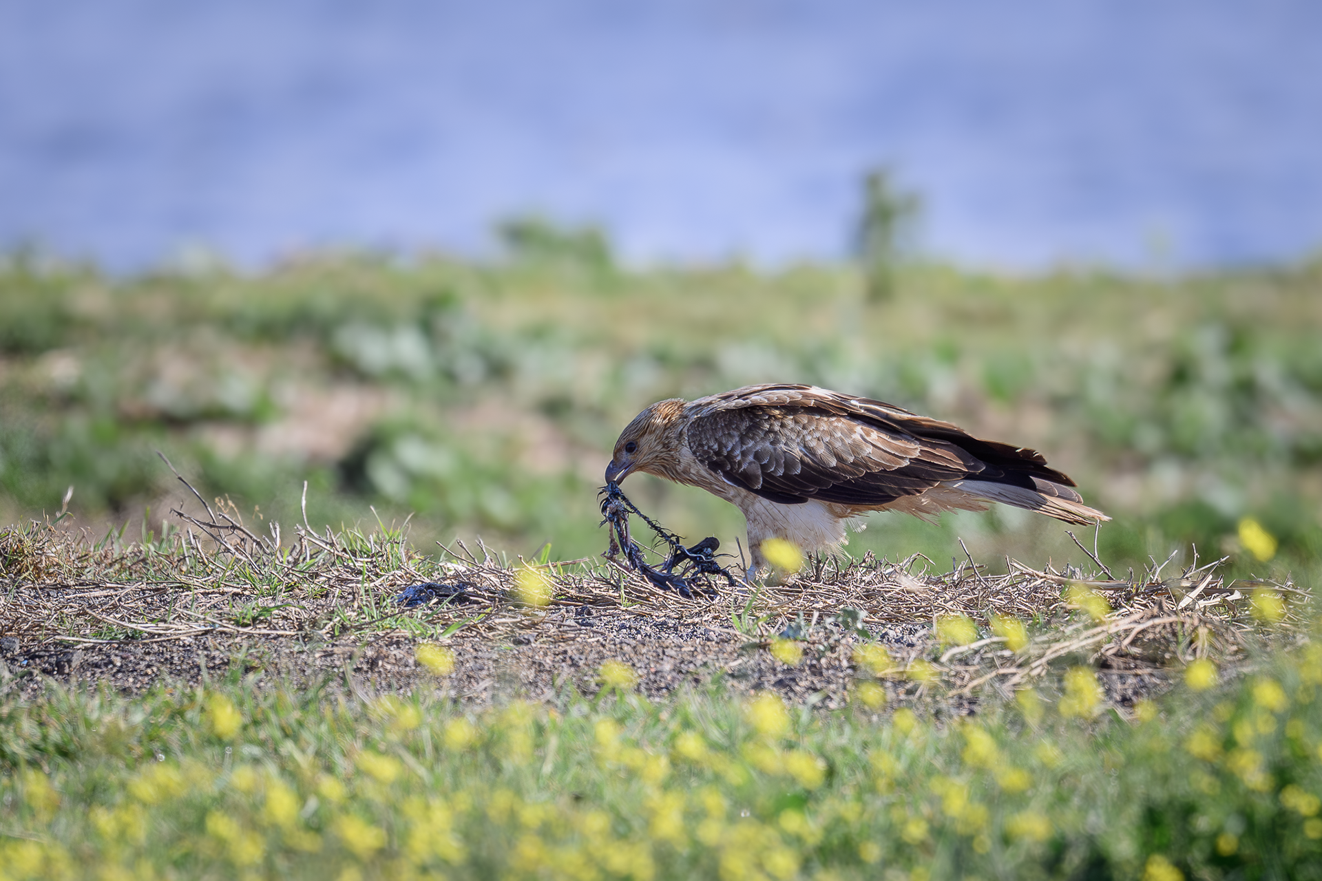 Whistling Kite