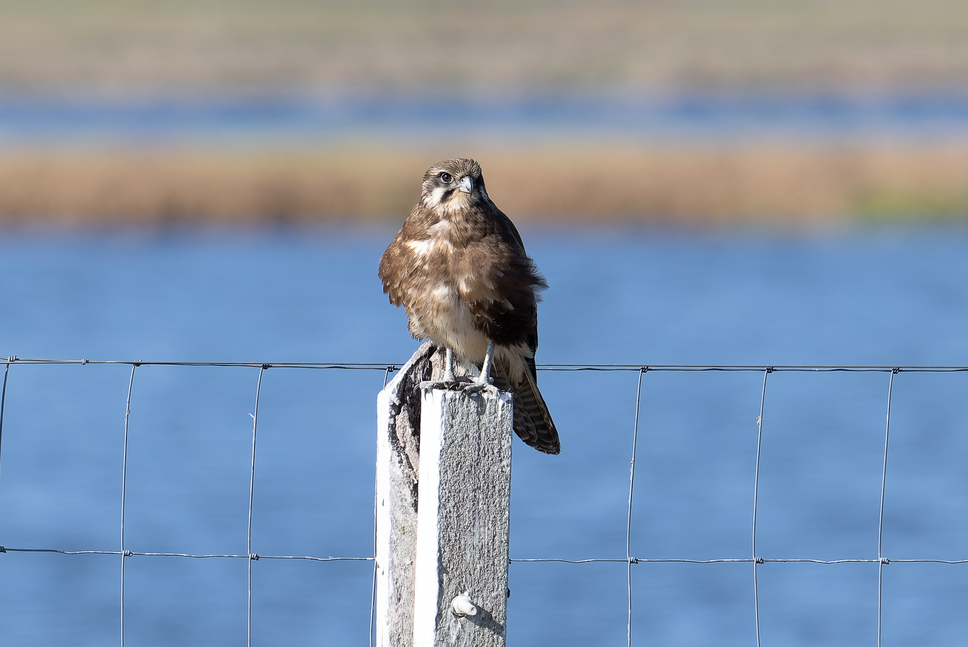 Brown Falcon