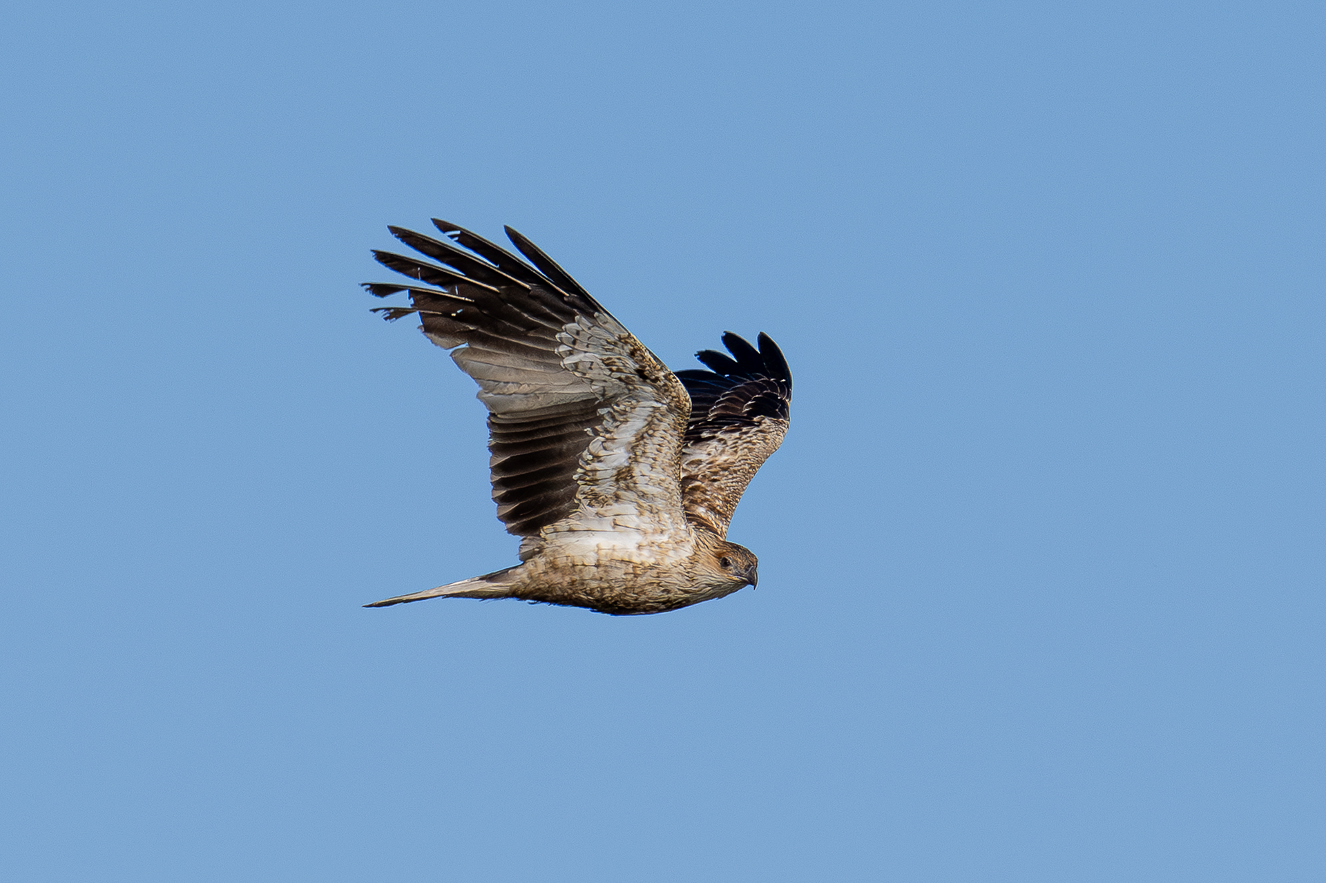 Whistling Kite