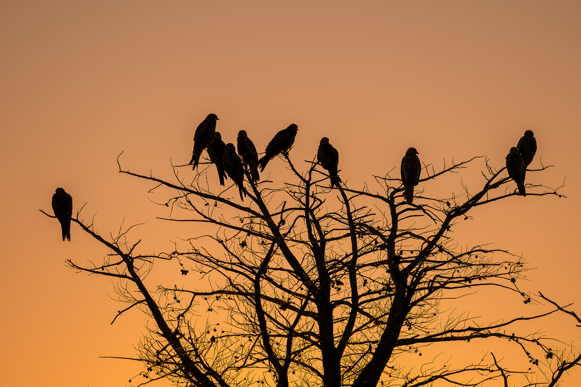 Black Kites
