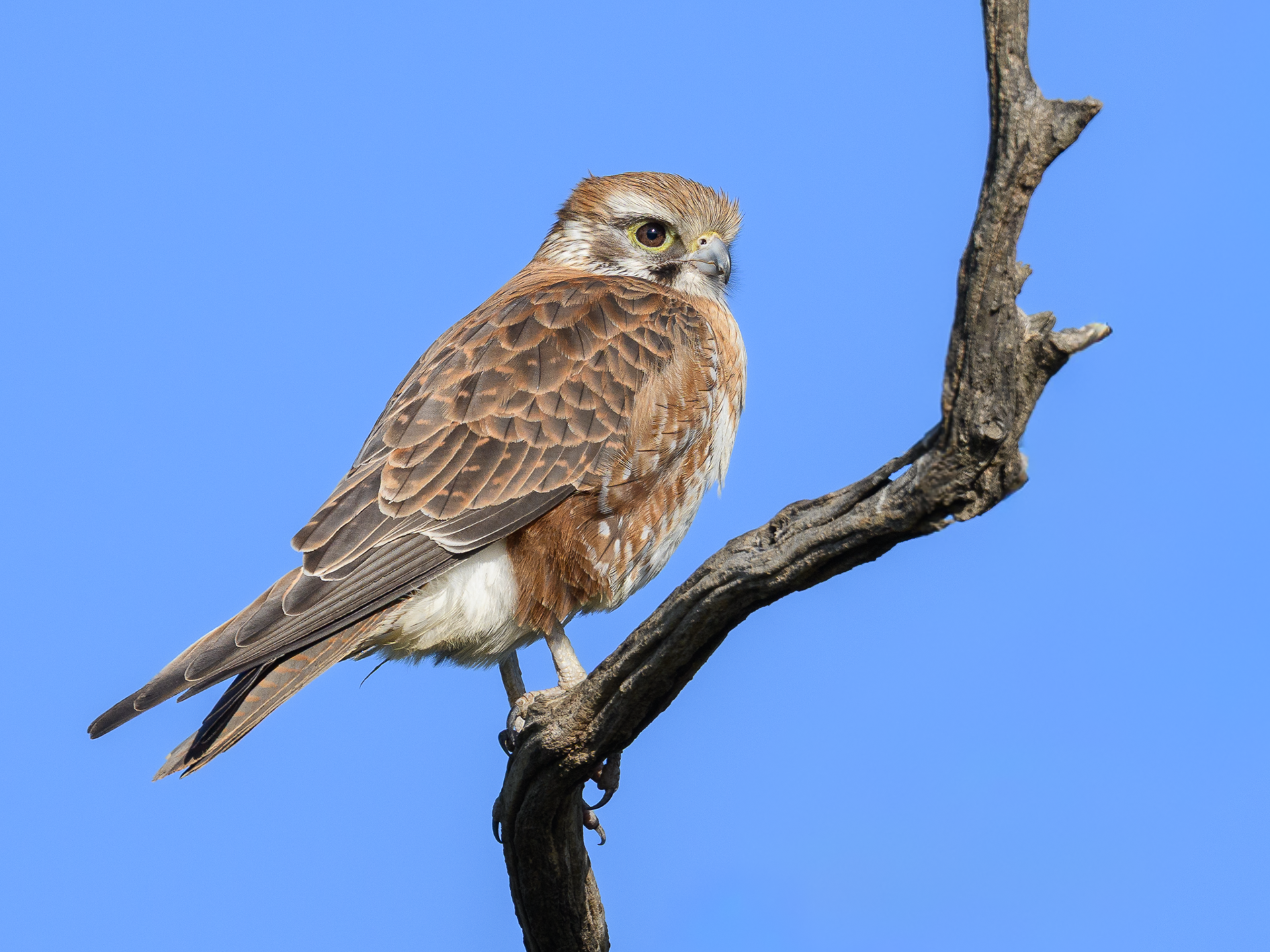Brown Falcon