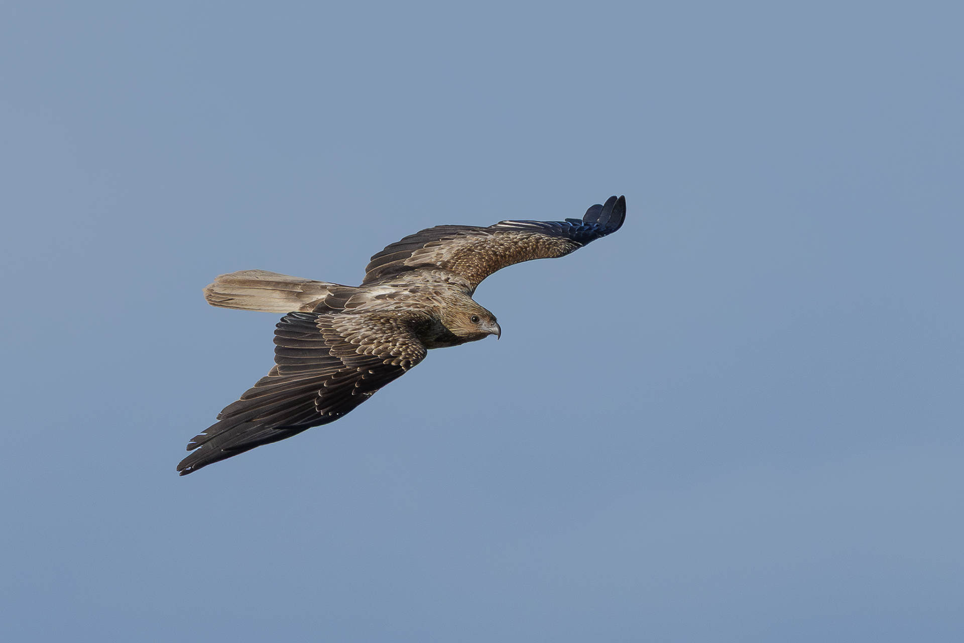Whistling Kite