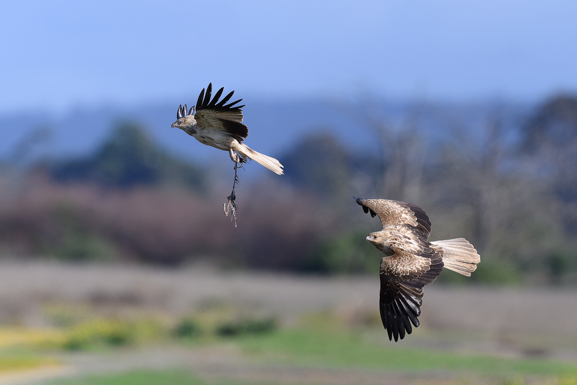 Whistling Kites