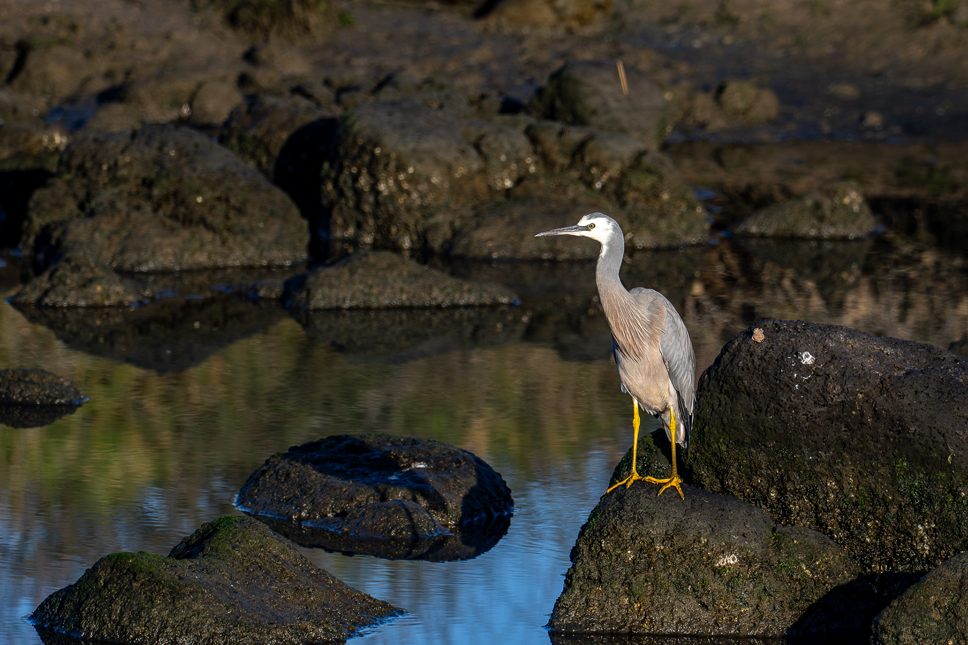 White-faced Heron