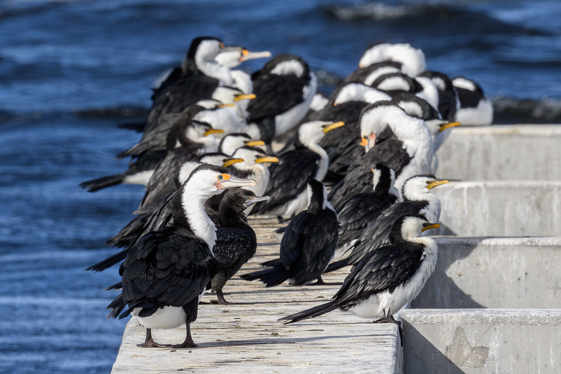 Cormorants