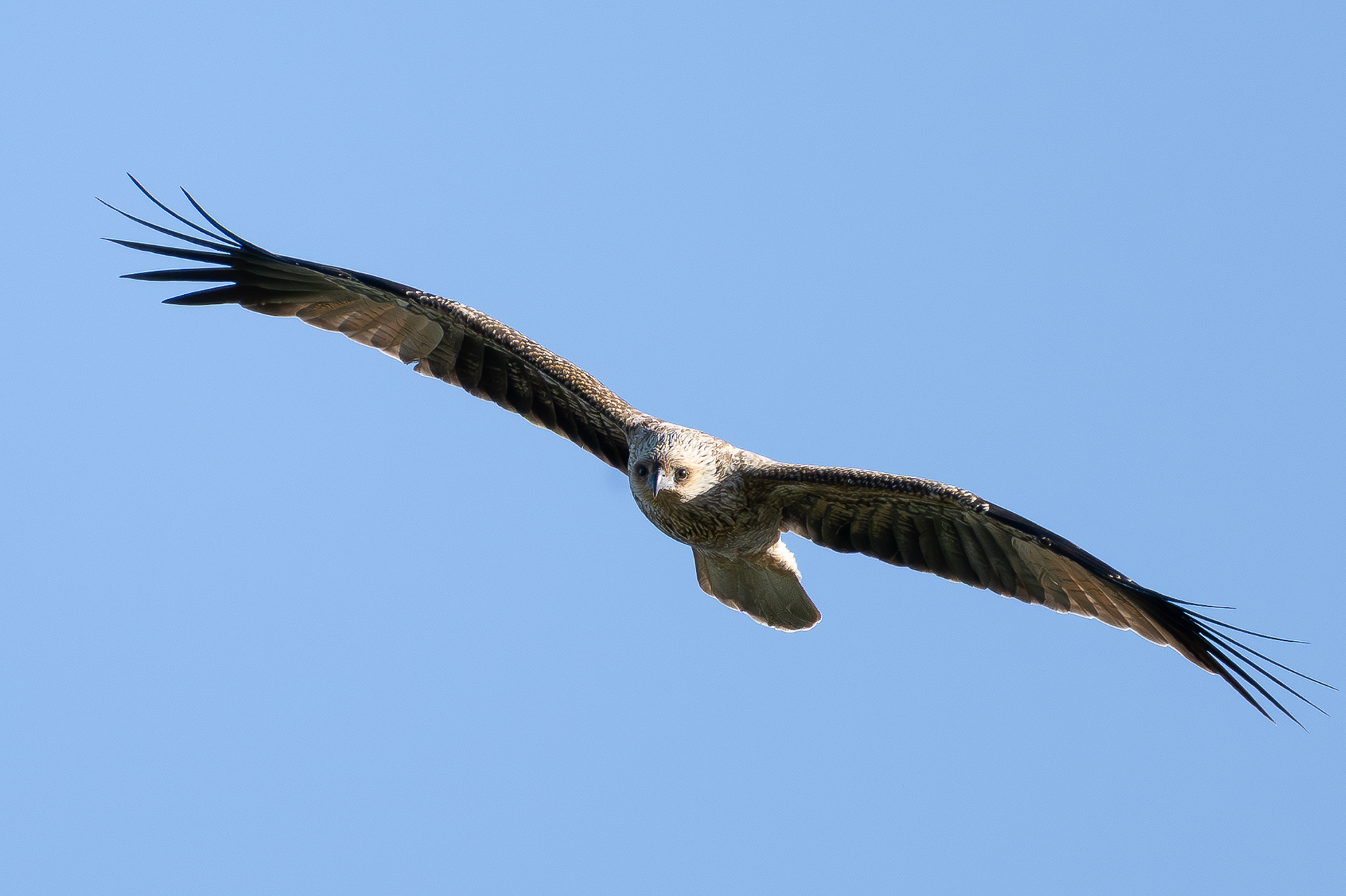 Whistling Kite