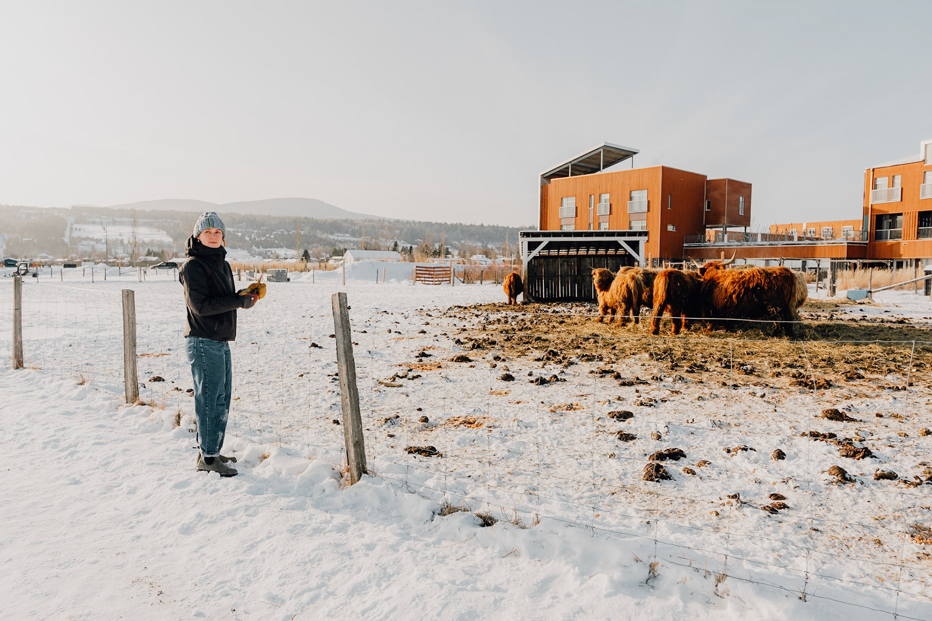 The cows aren't interested in the grass.