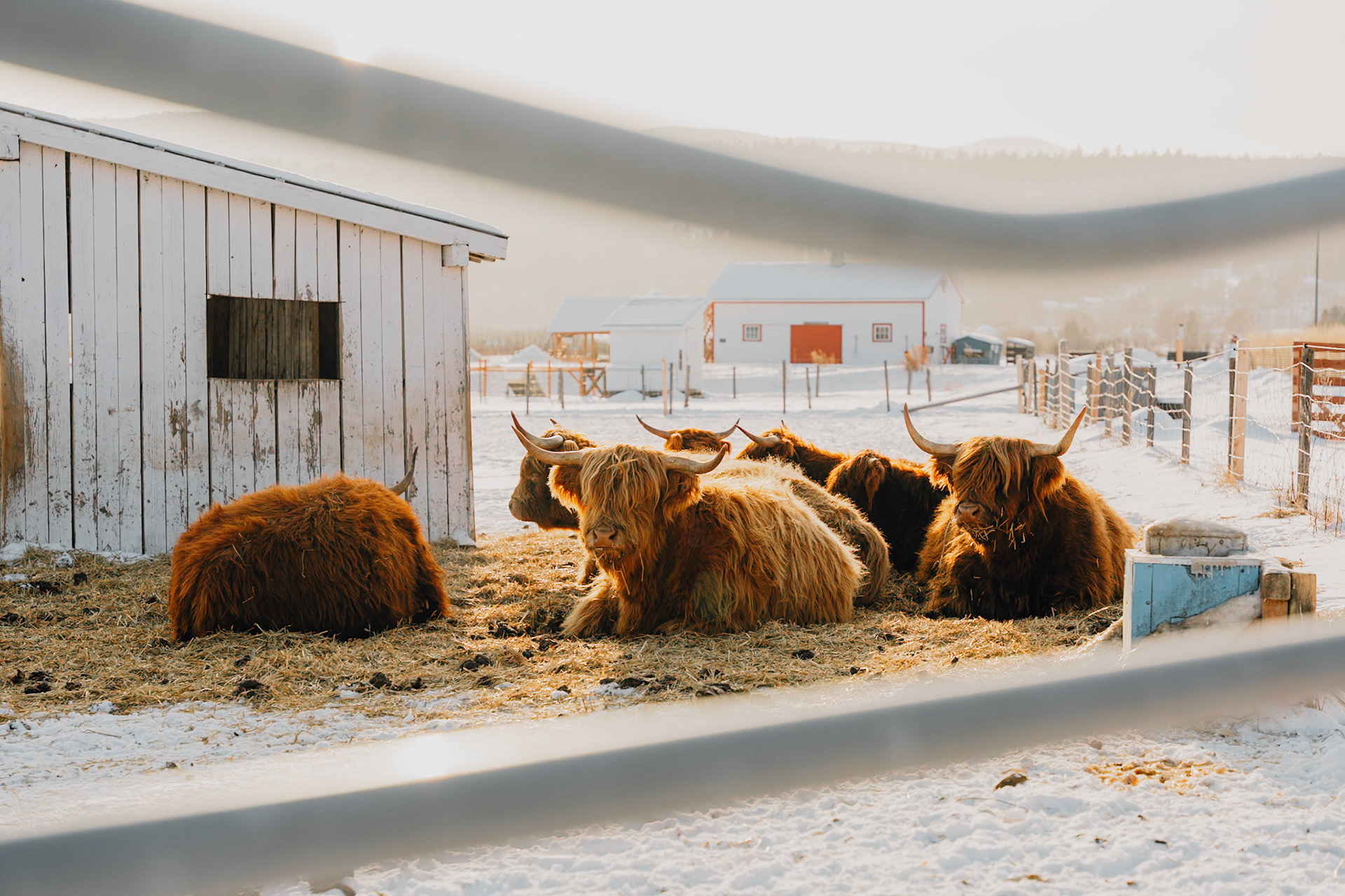 Curious Highland cows.