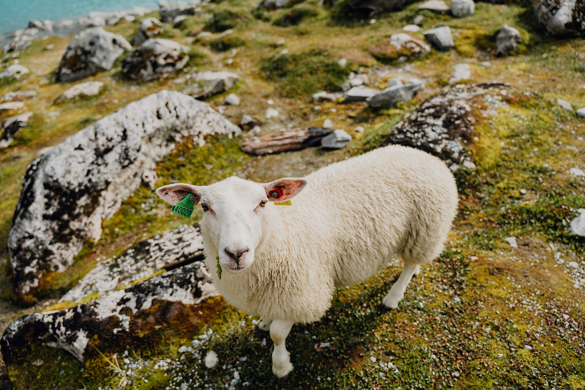 Gamle Strynefjellsvegen road