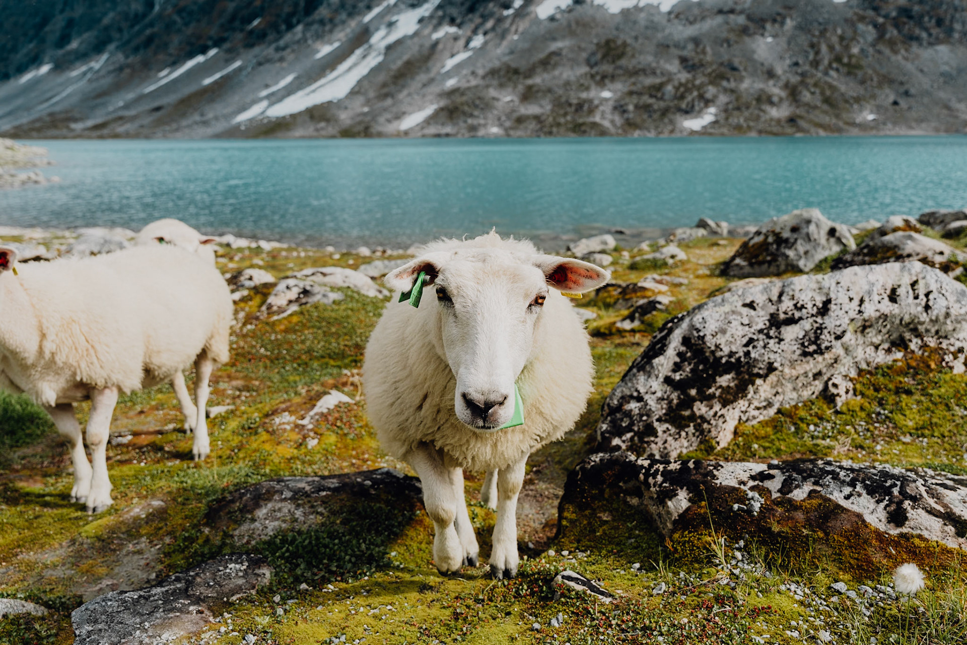 Gamle Strynefjellsvegen road