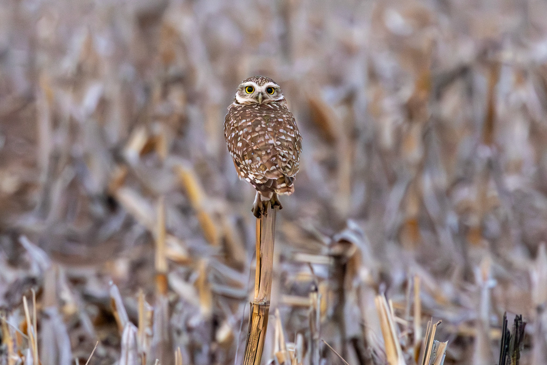 Lechucita de las vizcacheras (Athene cunicularia)