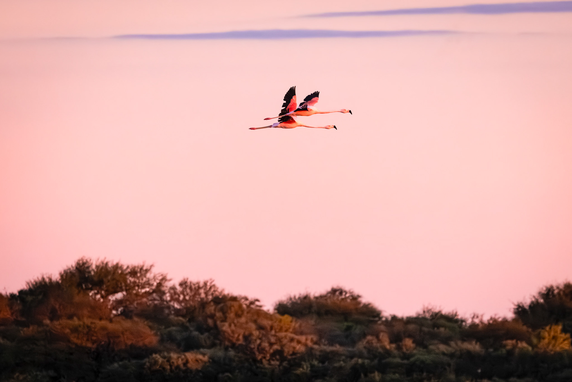 Flamenco austral (Phoenicopterus chilensis)