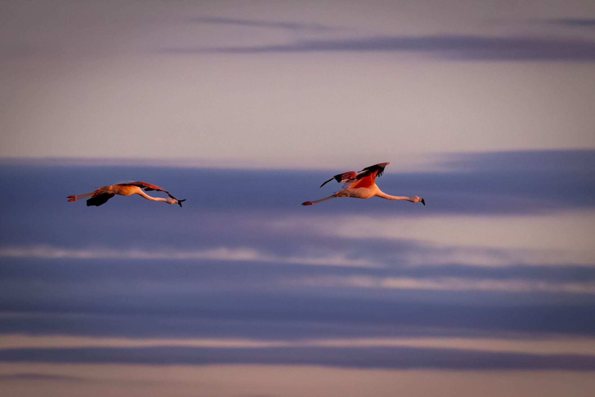 Flamenco austral (Phoenicopterus chilensis)