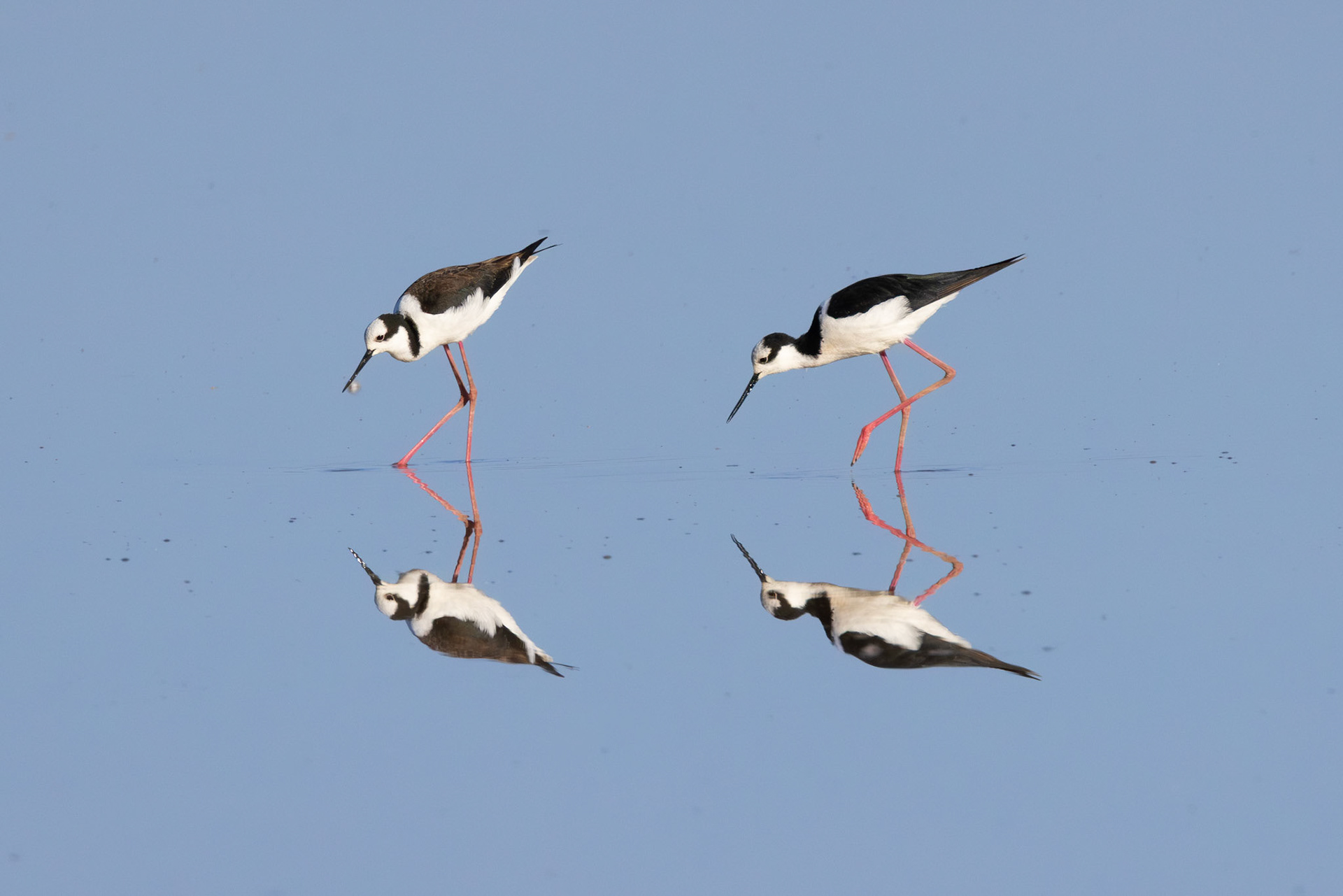 Tero-real (Himantopus mexicanus)