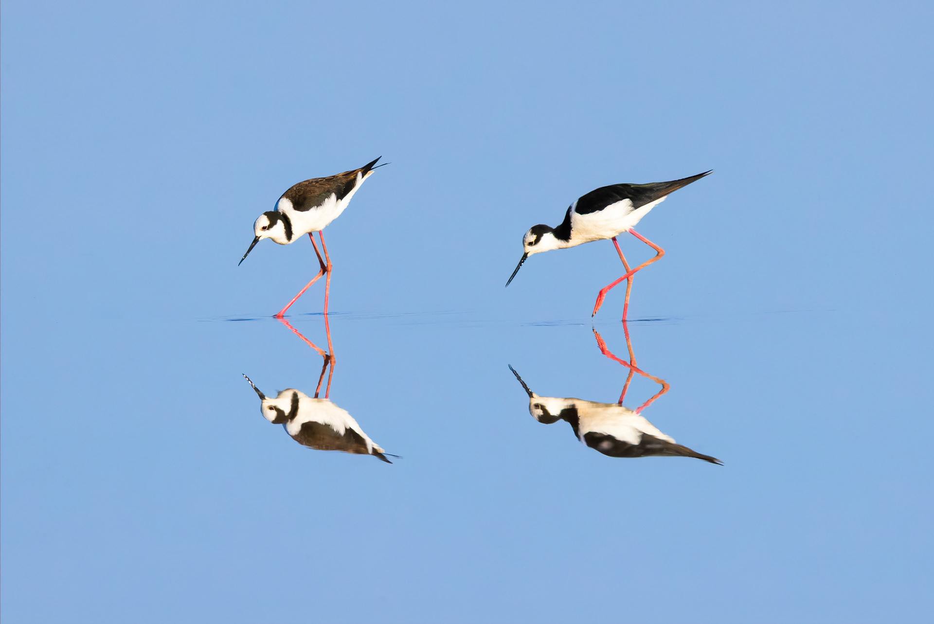 Tero-real (Himantopus mexicanus)