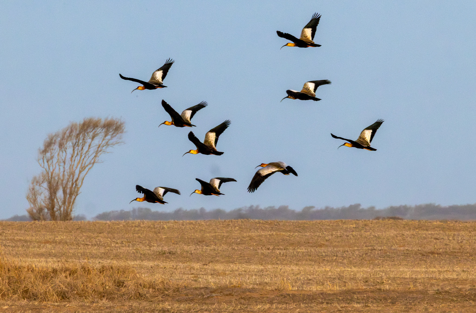 Bandurria Austral (Theristicus melanopis)
