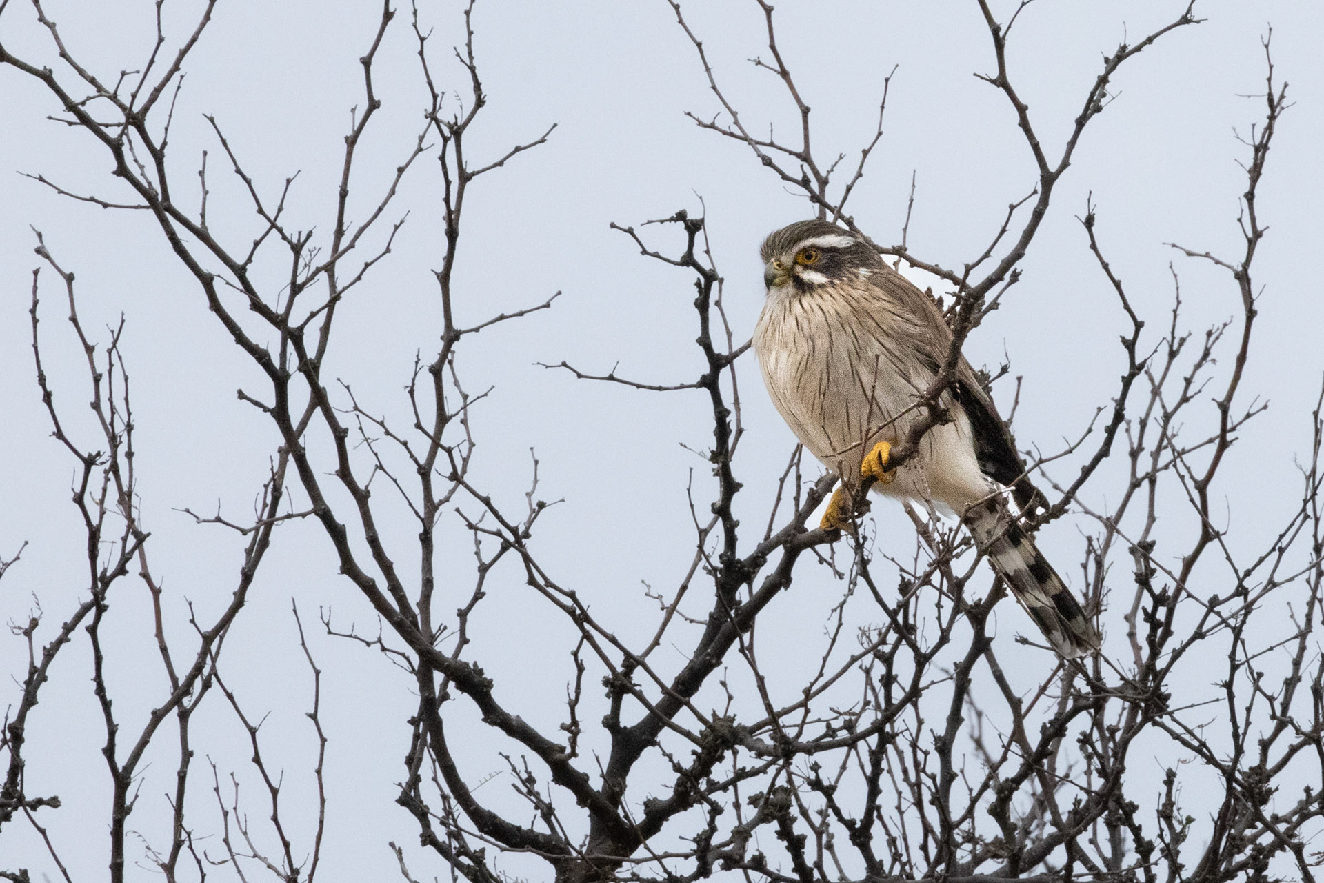 Halcón gris (Spiziapteryx circumcintus)