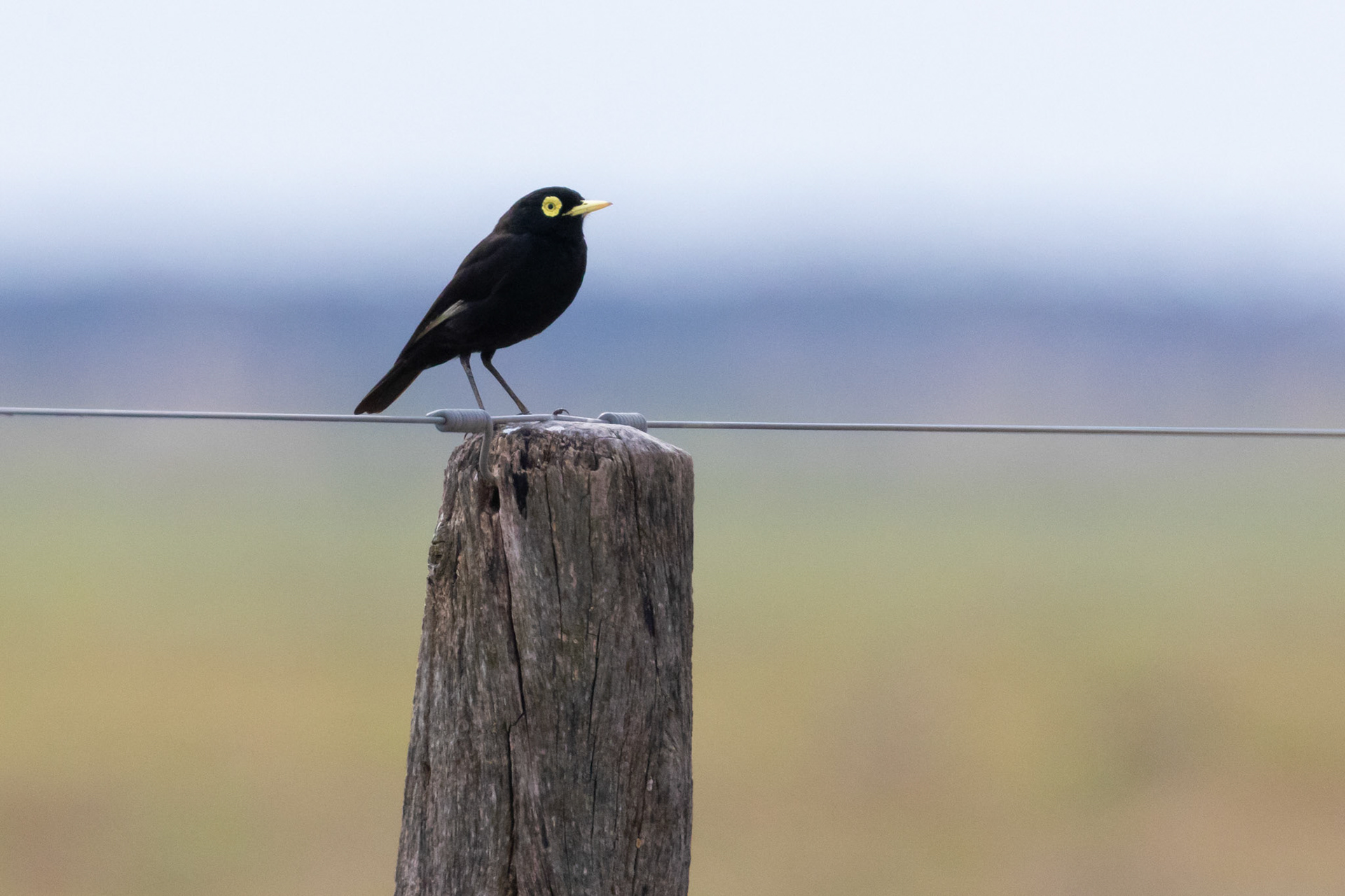 Pico de Plata (Hymenops perspicillatus)