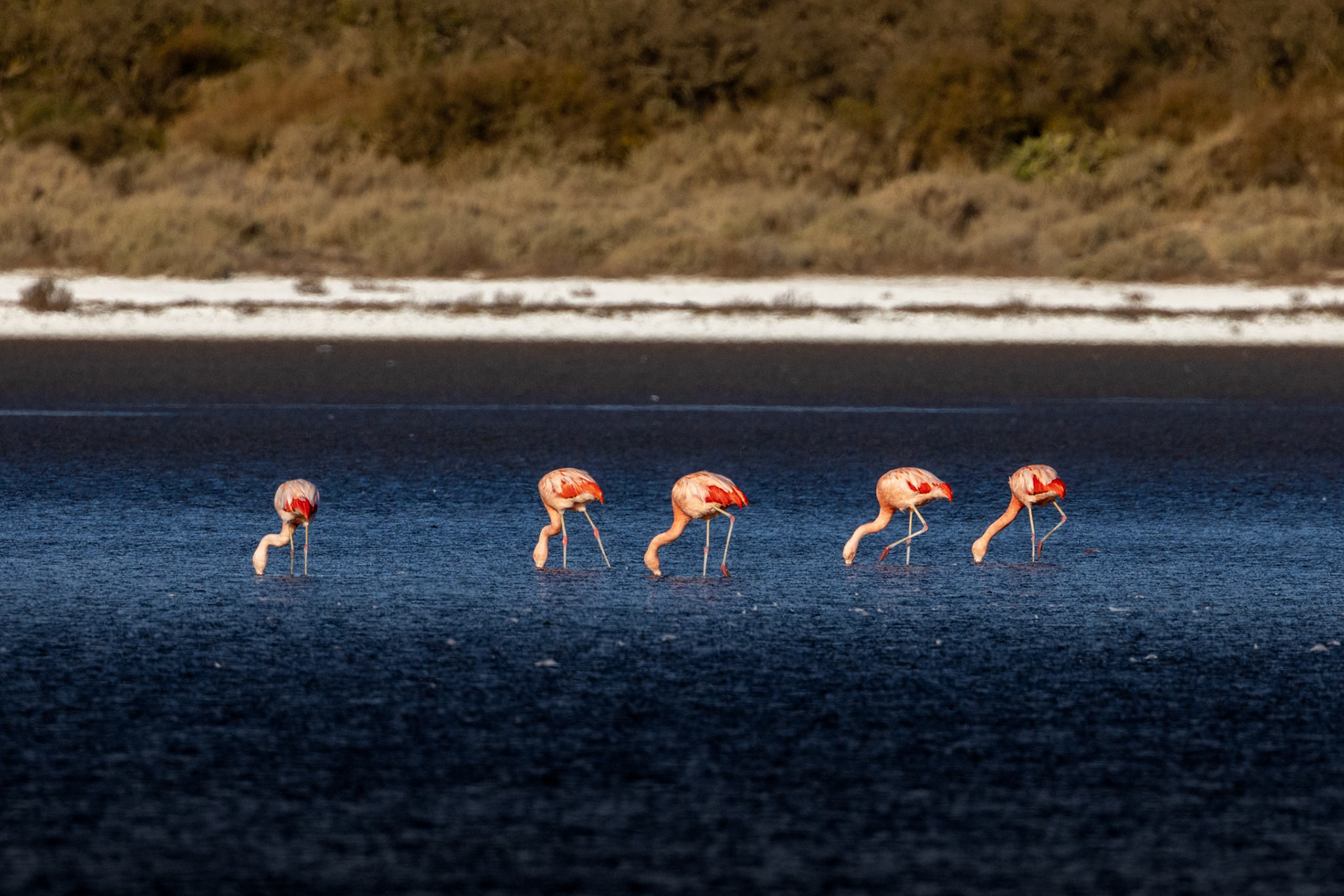 Flamenco austral (Phoenicopterus chilensis)