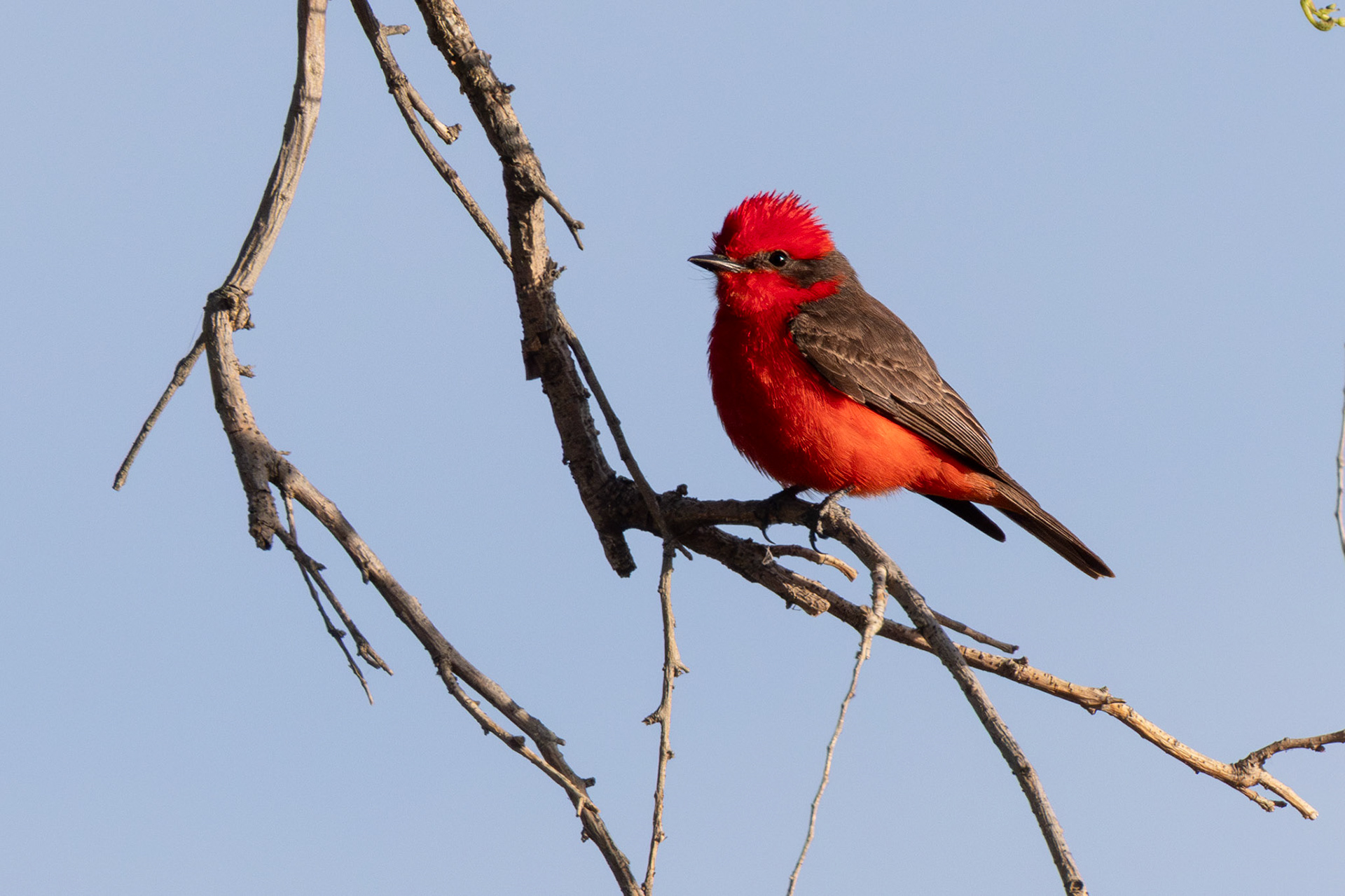 Churrinche (Pyrocephalus rubinus)