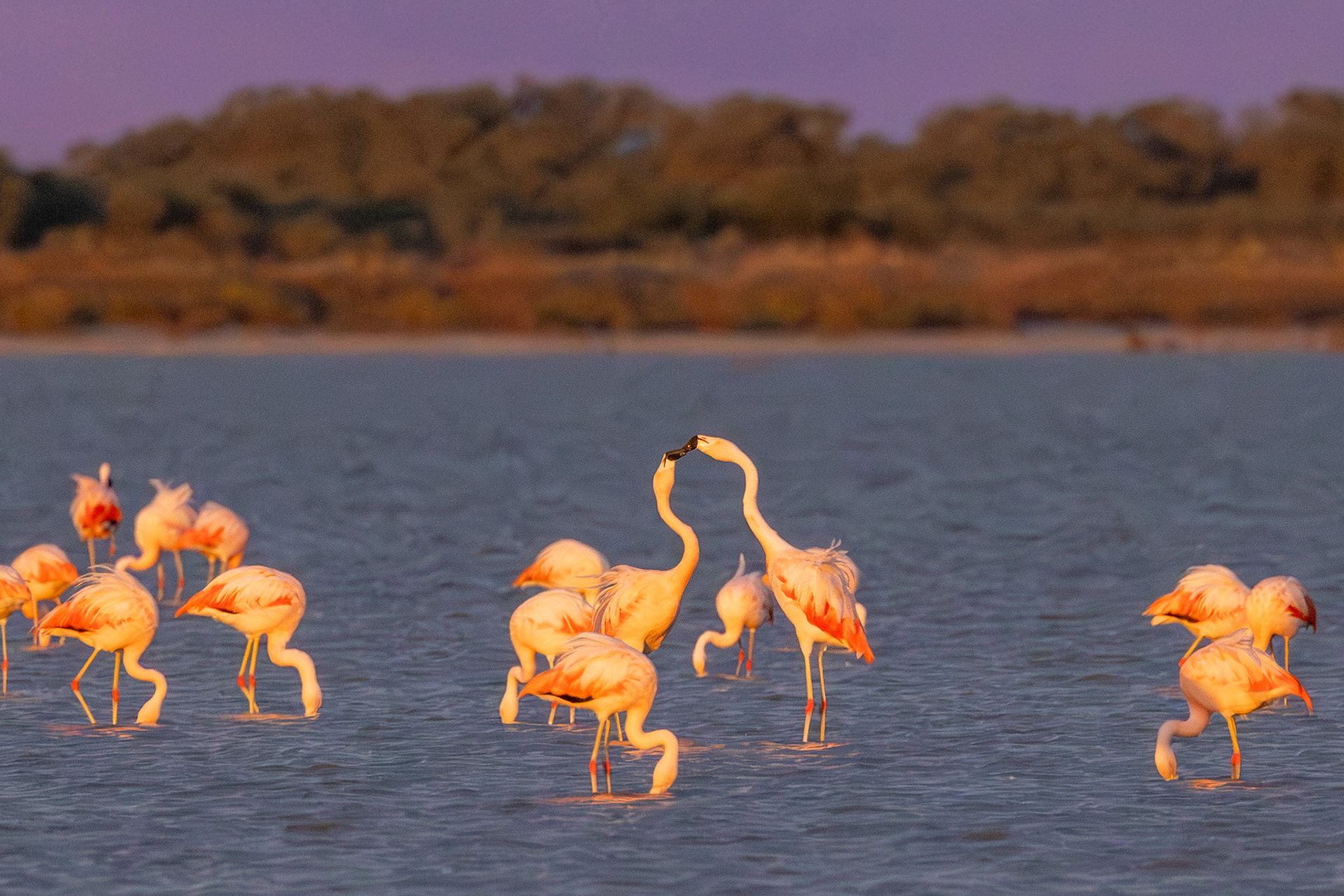 Flamenco austral (Phoenicopterus chilensis)