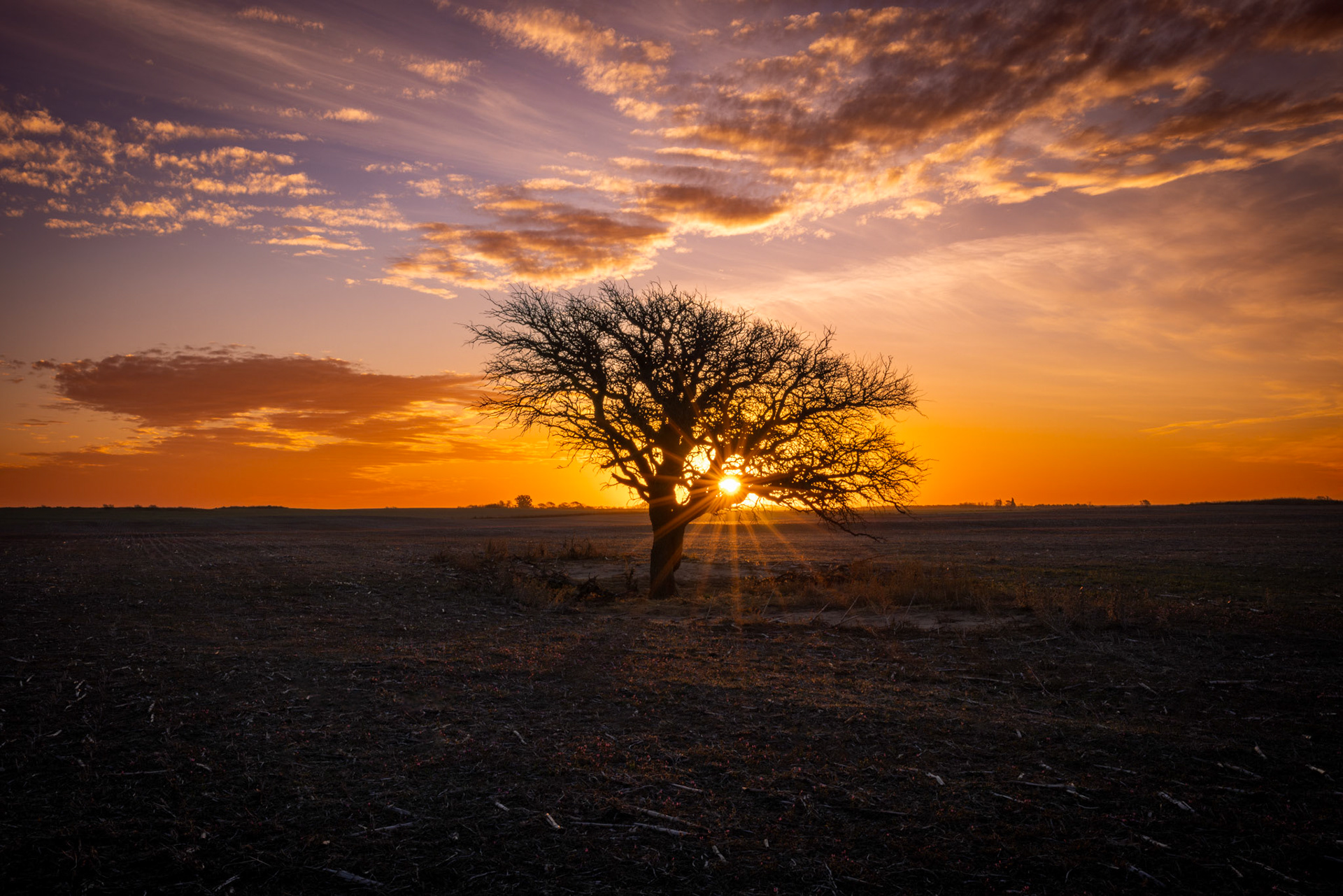 Caldén (Prosopis caldenia)