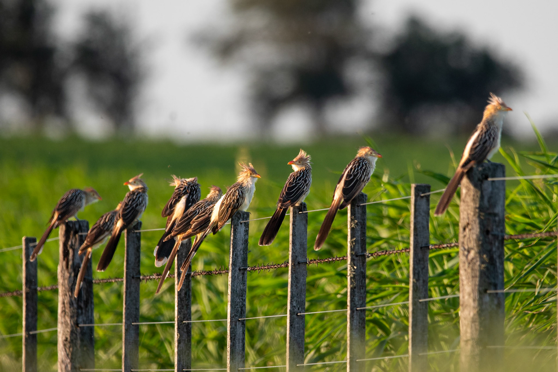 Pirincho (Guira guira)
