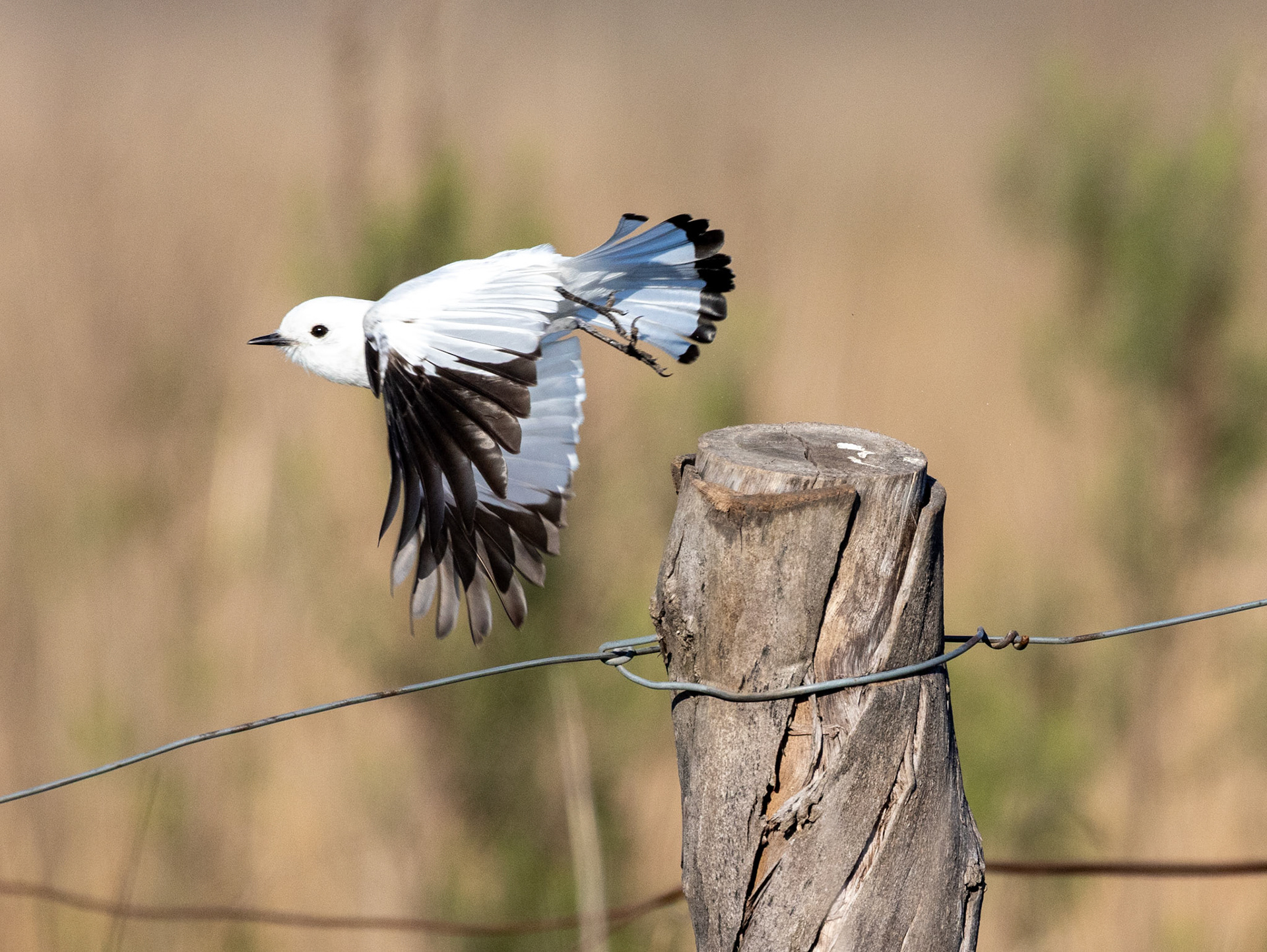 Monjita Blanca (Xolmis irupero)